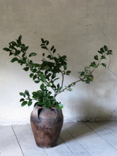 19th Century Olive Jar, Olive Jar, Spain, Jar, Pot, Terracotta Jar
