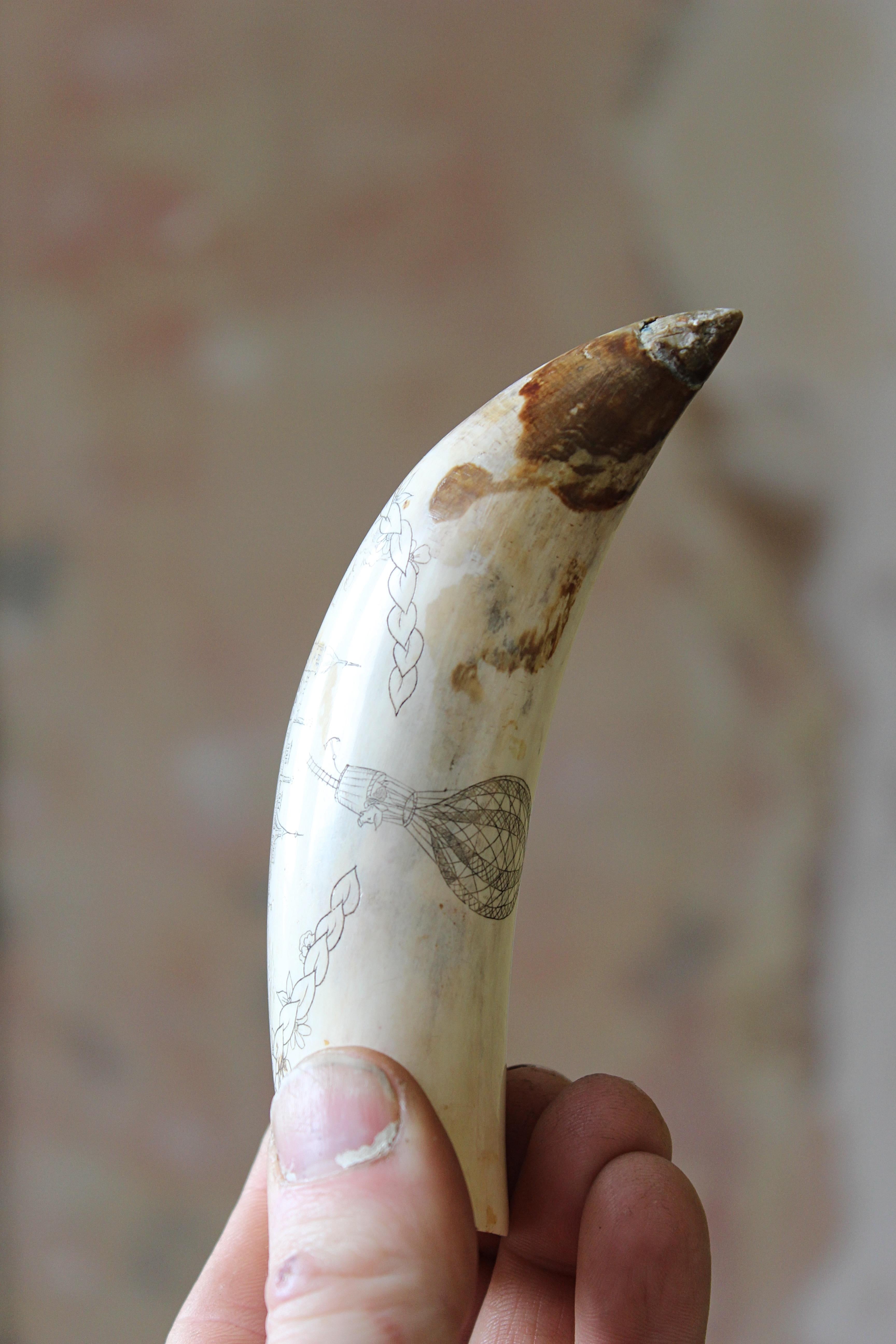 Scrimshaw Whales Tooth of Horsted Place East Sussex Hot Air Ballon & Schwein, 19. Jahrhundert 5
