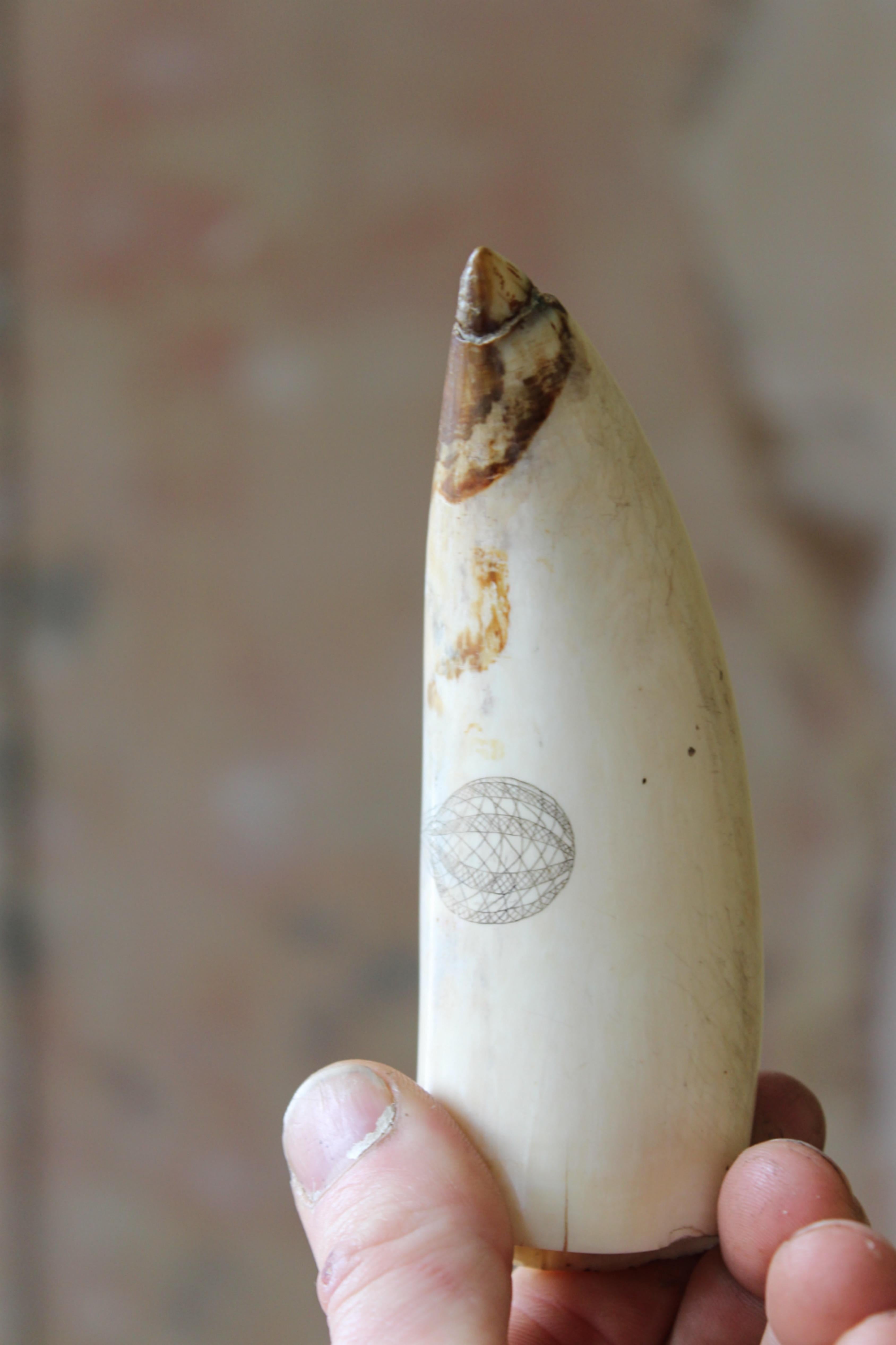 Scrimshaw Whales Tooth of Horsted Place East Sussex Hot Air Ballon & Schwein, 19. Jahrhundert 6