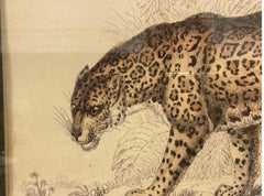 19th-C. Sir William Jardine’s Naturalist Colored Engraving Jaguar James Stewart
