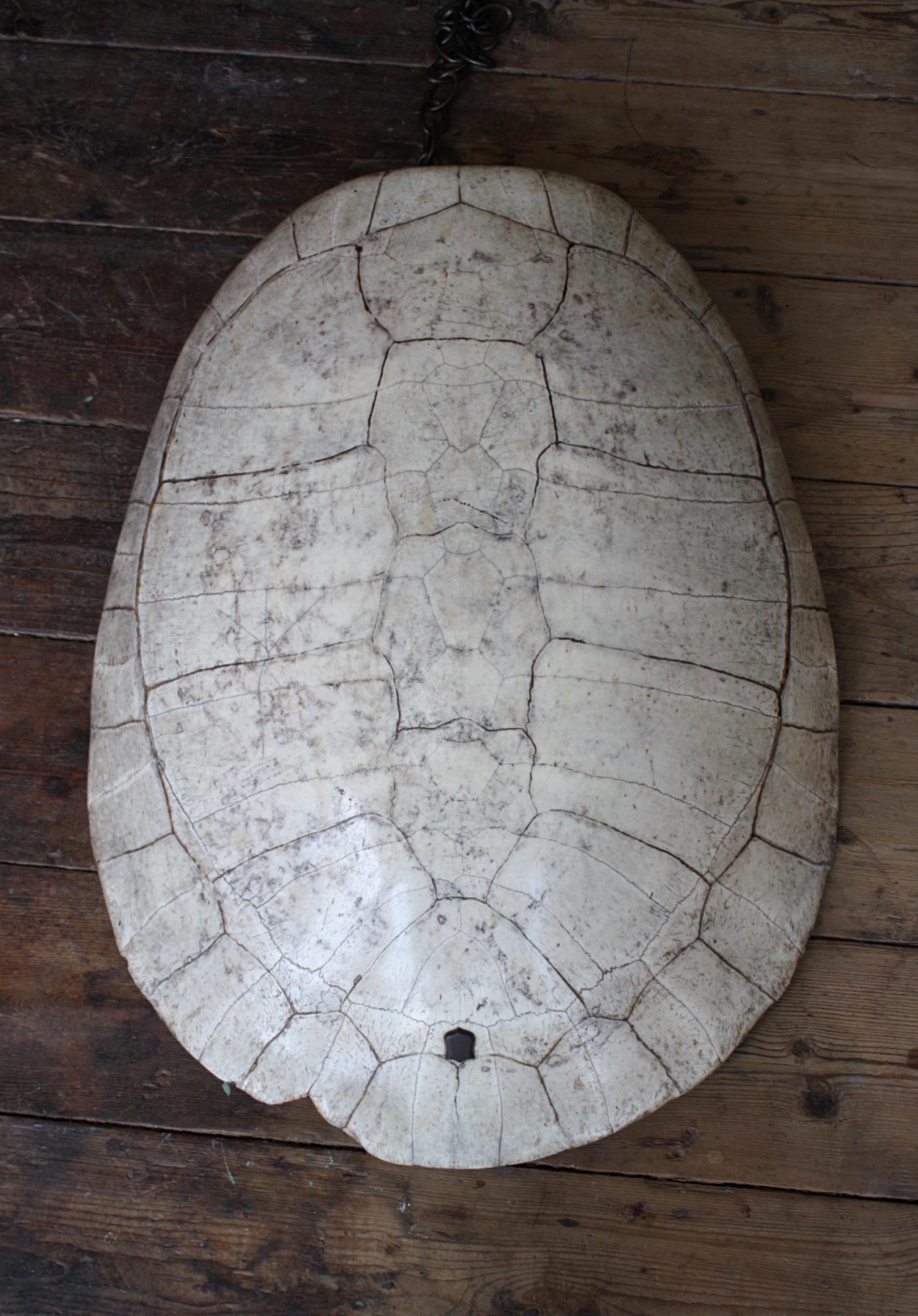 19th C Taxidermy Giant South American Blonde River Turtle 'Podocnemis Expansa' 9