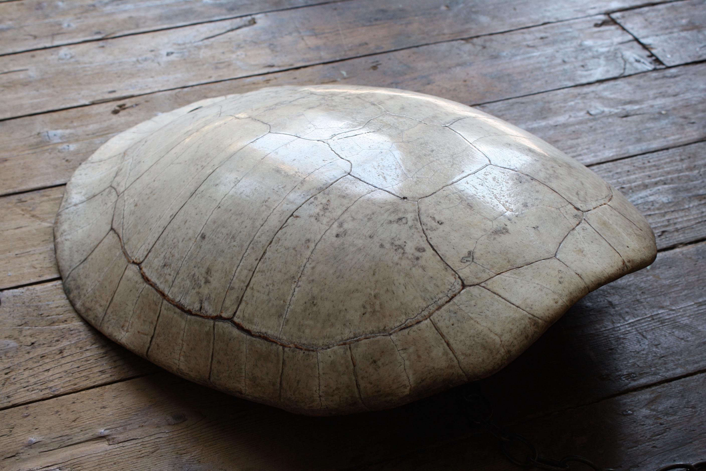 19th C Taxidermy Giant South American Blonde River Turtle 'Podocnemis Expansa' 11