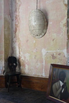 19th C Taxidermy Giant South American Blonde River Turtle 'Podocnemis Expansa'