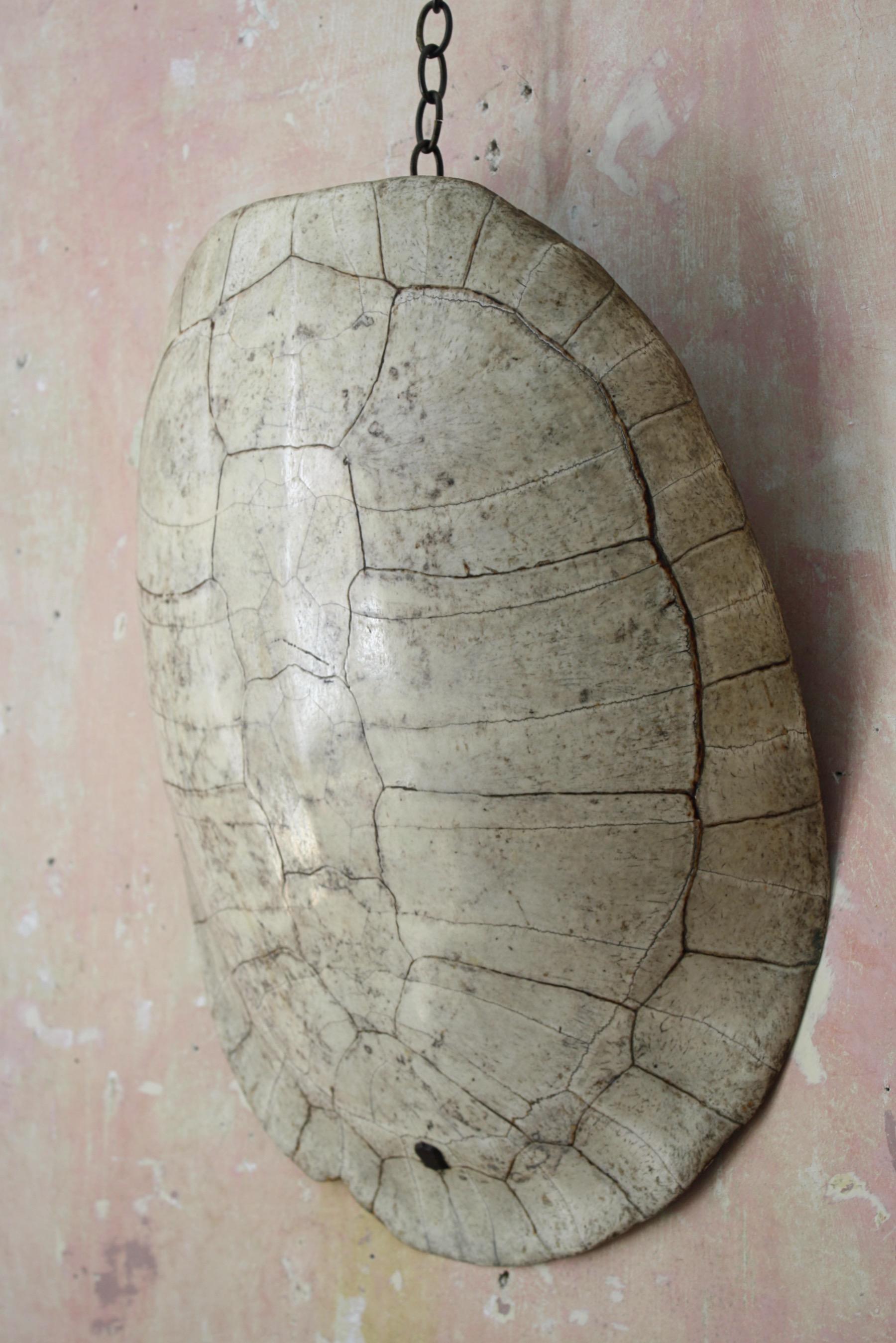 19th Century 19th C Taxidermy Giant South American Blonde River Turtle 'Podocnemis Expansa'