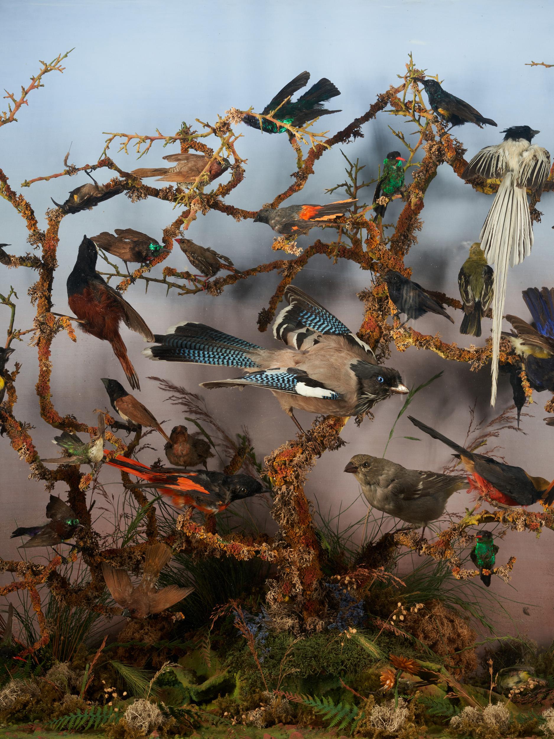 Taxidermie Ornithologisches Schaufenster „Paradise“ von Roland Ward aus dem 19. Jahrhundert im Zustand „Gut“ im Angebot in Leuven , BE