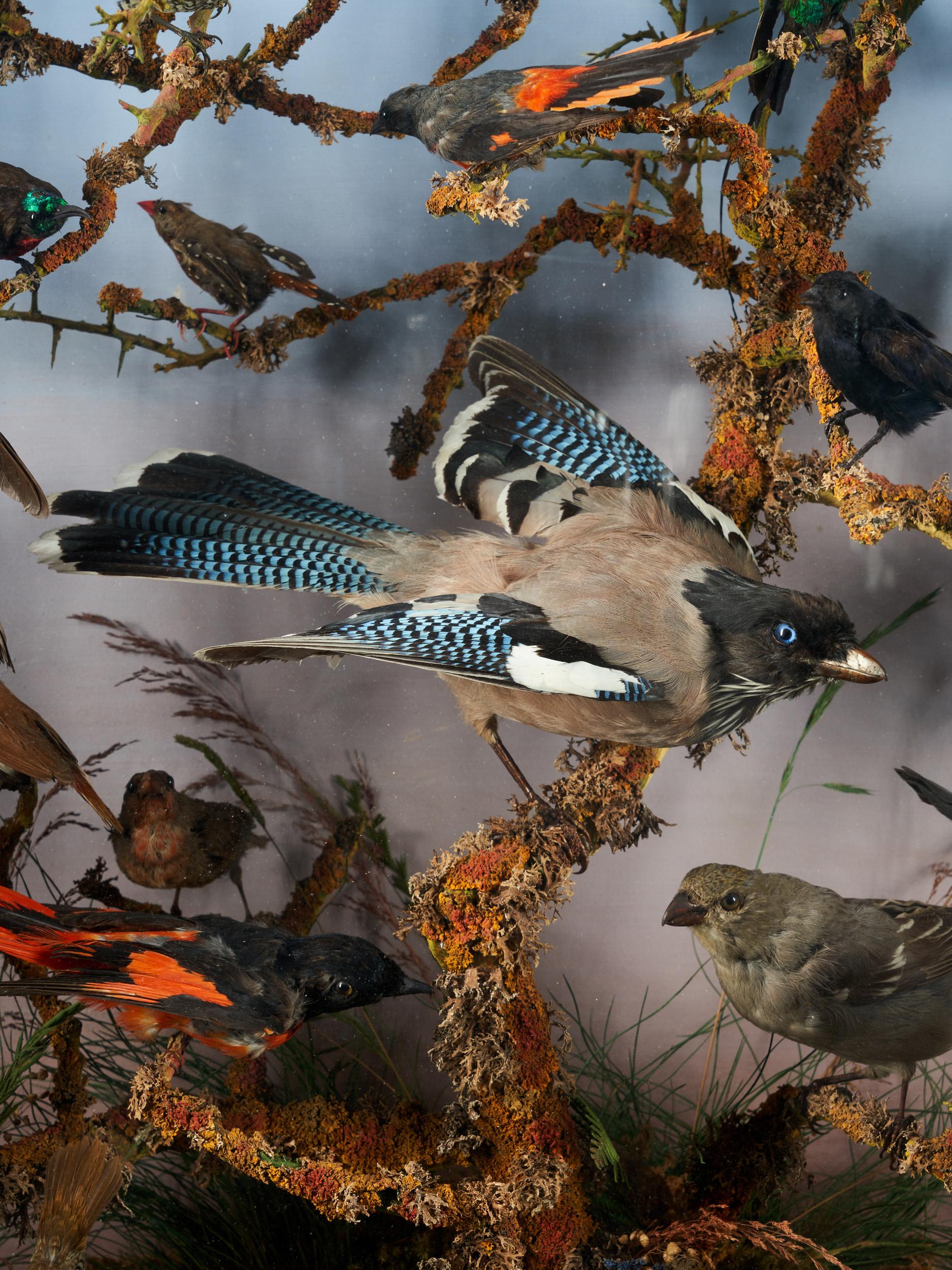 Fin du XIXe siècle Vitrine ornithologique Paradise de la taxidermie du 19e siècle par Roland Ward en vente