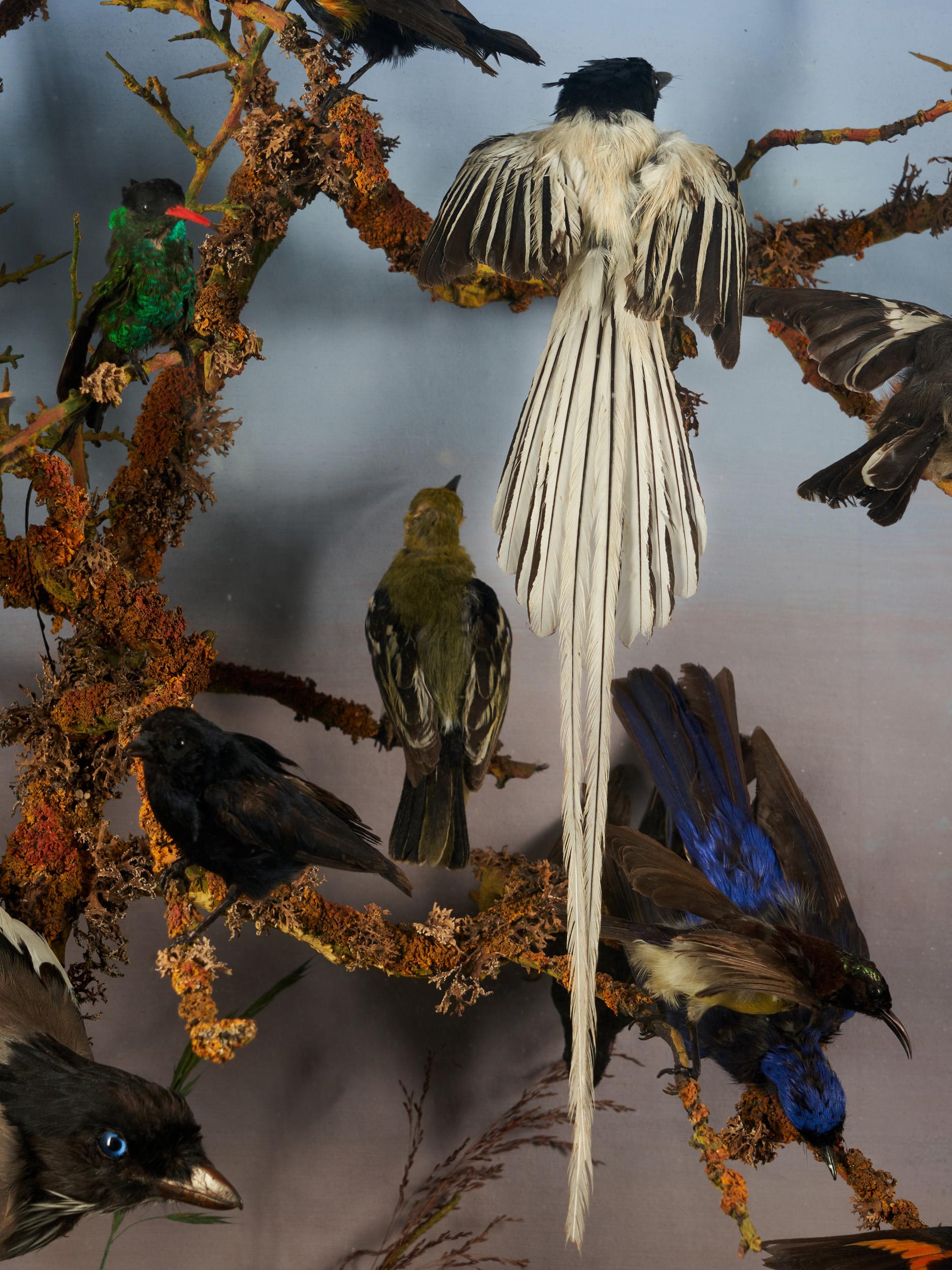 Matériaux organiques Vitrine ornithologique Paradise de la taxidermie du 19e siècle par Roland Ward en vente