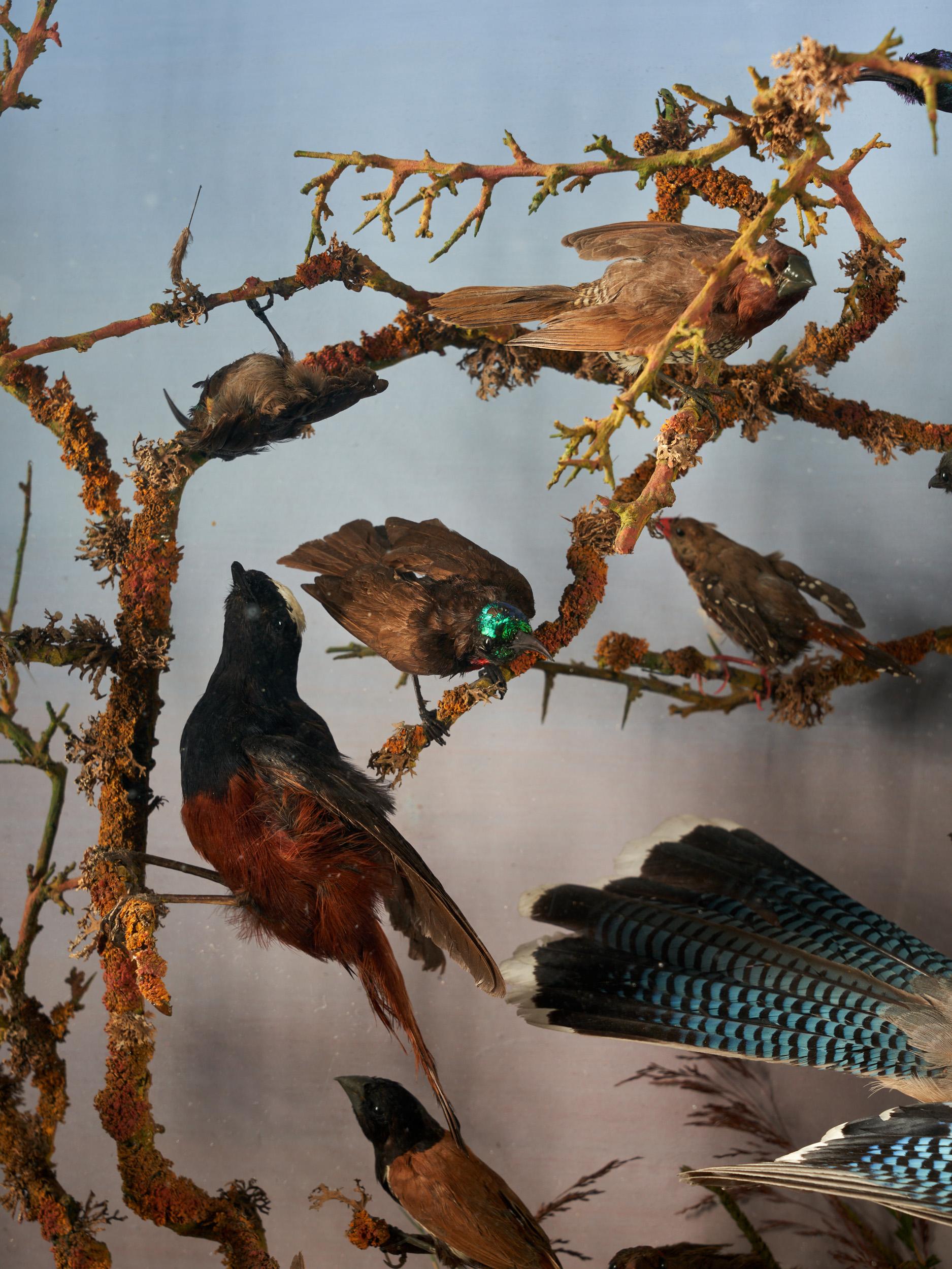 Organic Material 19th Century Taxidermy Ornithological Showcase 