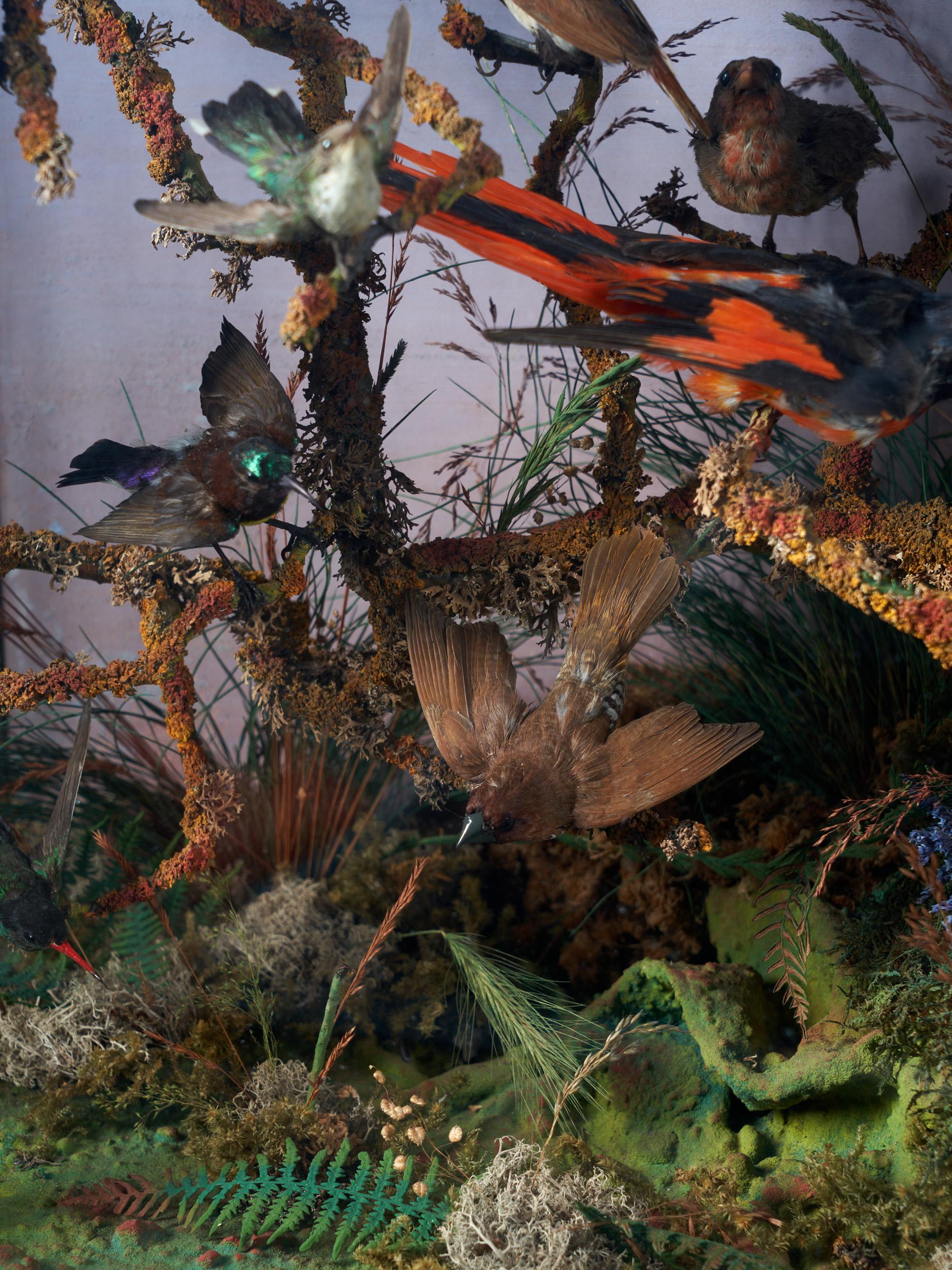 Vitrine ornithologique Paradise de la taxidermie du 19e siècle par Roland Ward en vente 2