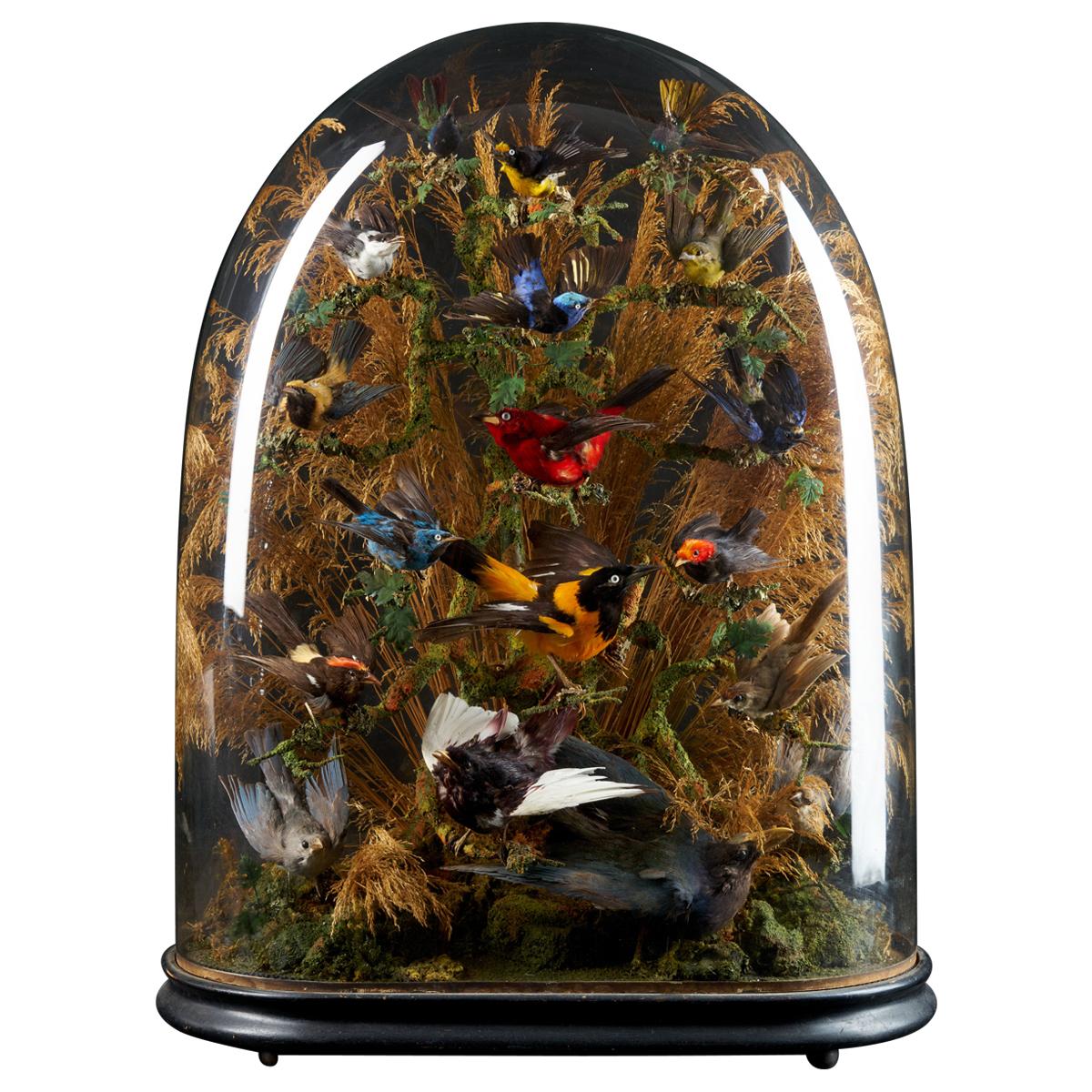 19th Century, United Kingdom, Victorian Dome Filled with 17 Exotic Birds