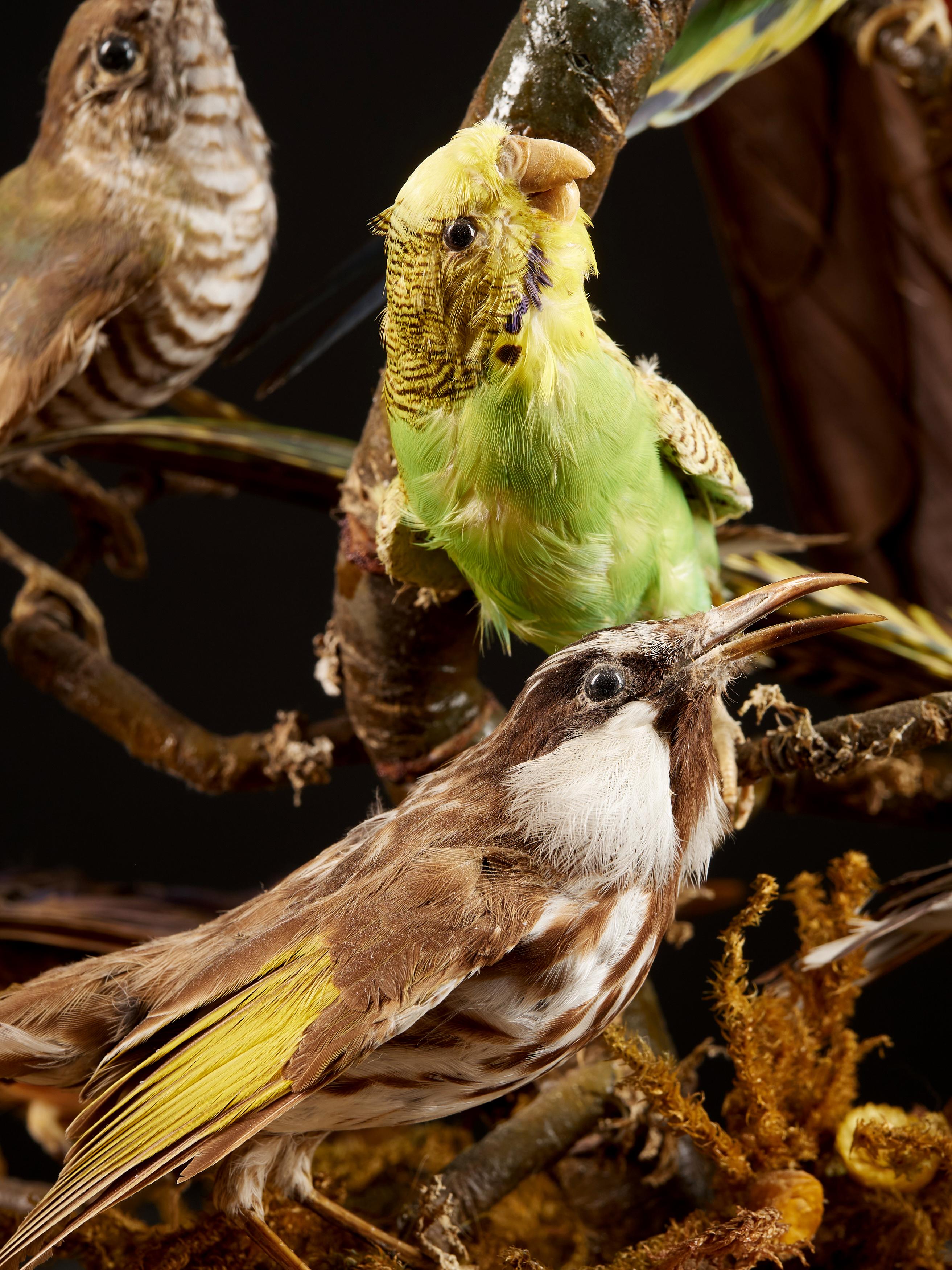 19th Century, United Kingdom, Victorian Dome Filled with 19 Exotic Birds 6