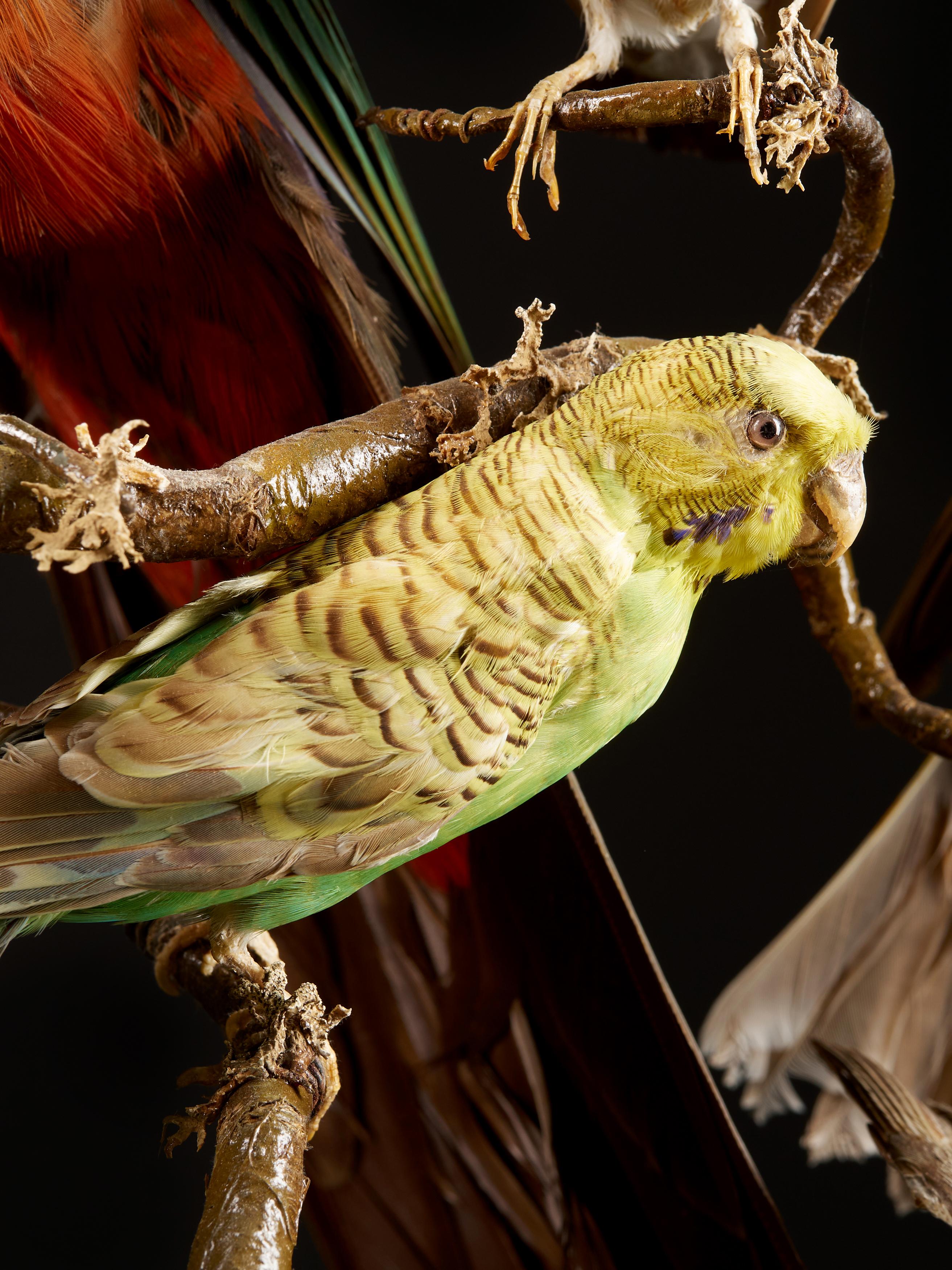 19th Century, United Kingdom, Victorian Dome Filled with 19 Exotic Birds 7