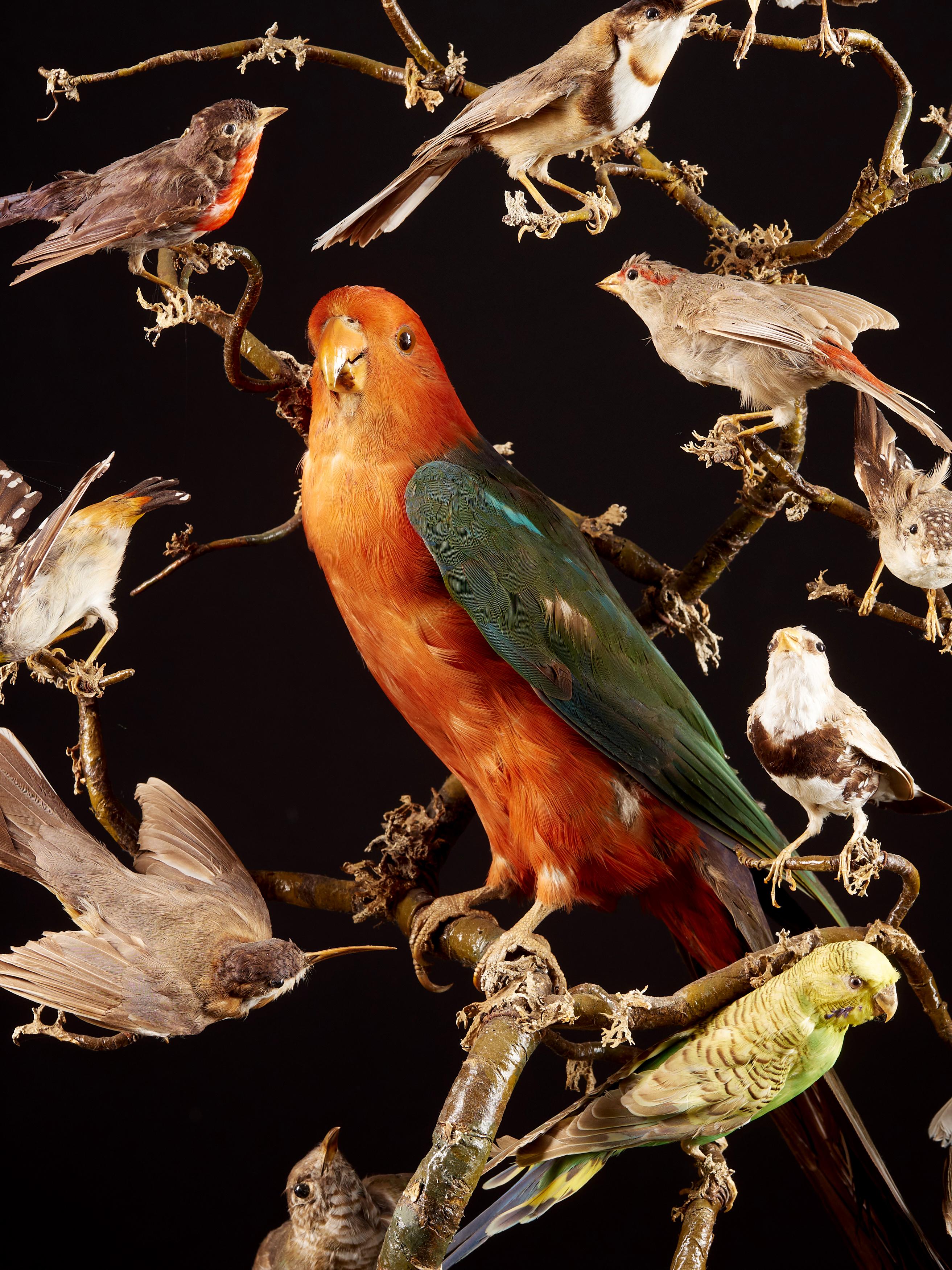 19th Century, United Kingdom, Victorian Dome Filled with 19 Exotic Birds 9