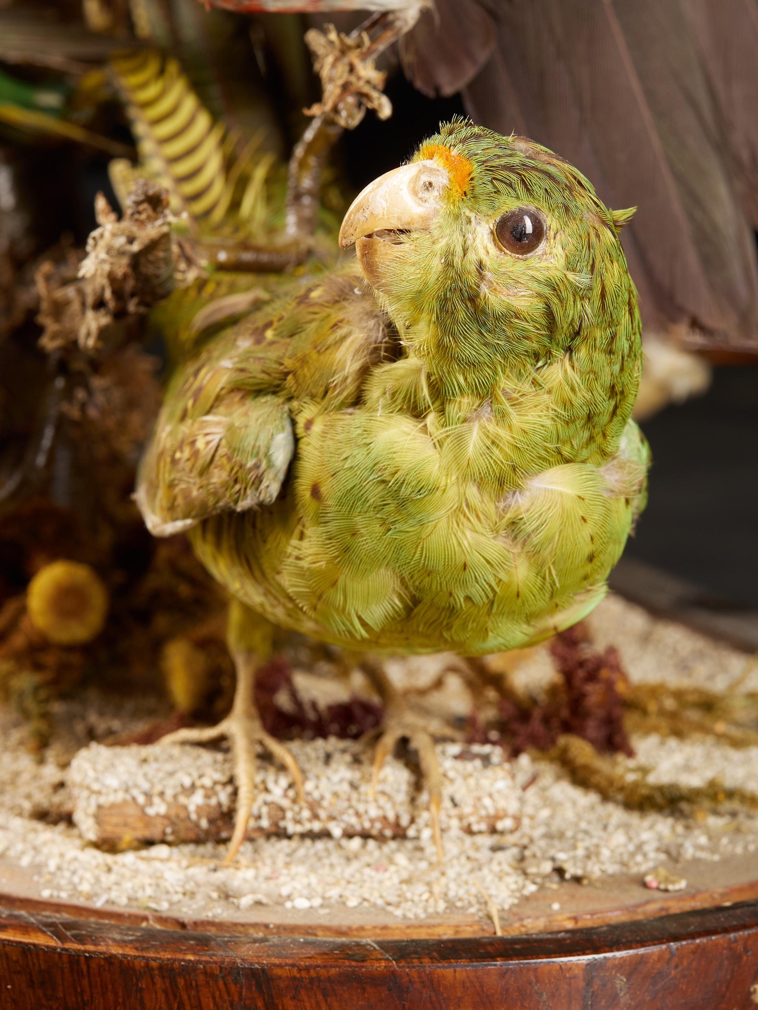 19th Century, United Kingdom, Victorian Dome Filled with 19 Exotic Birds 11