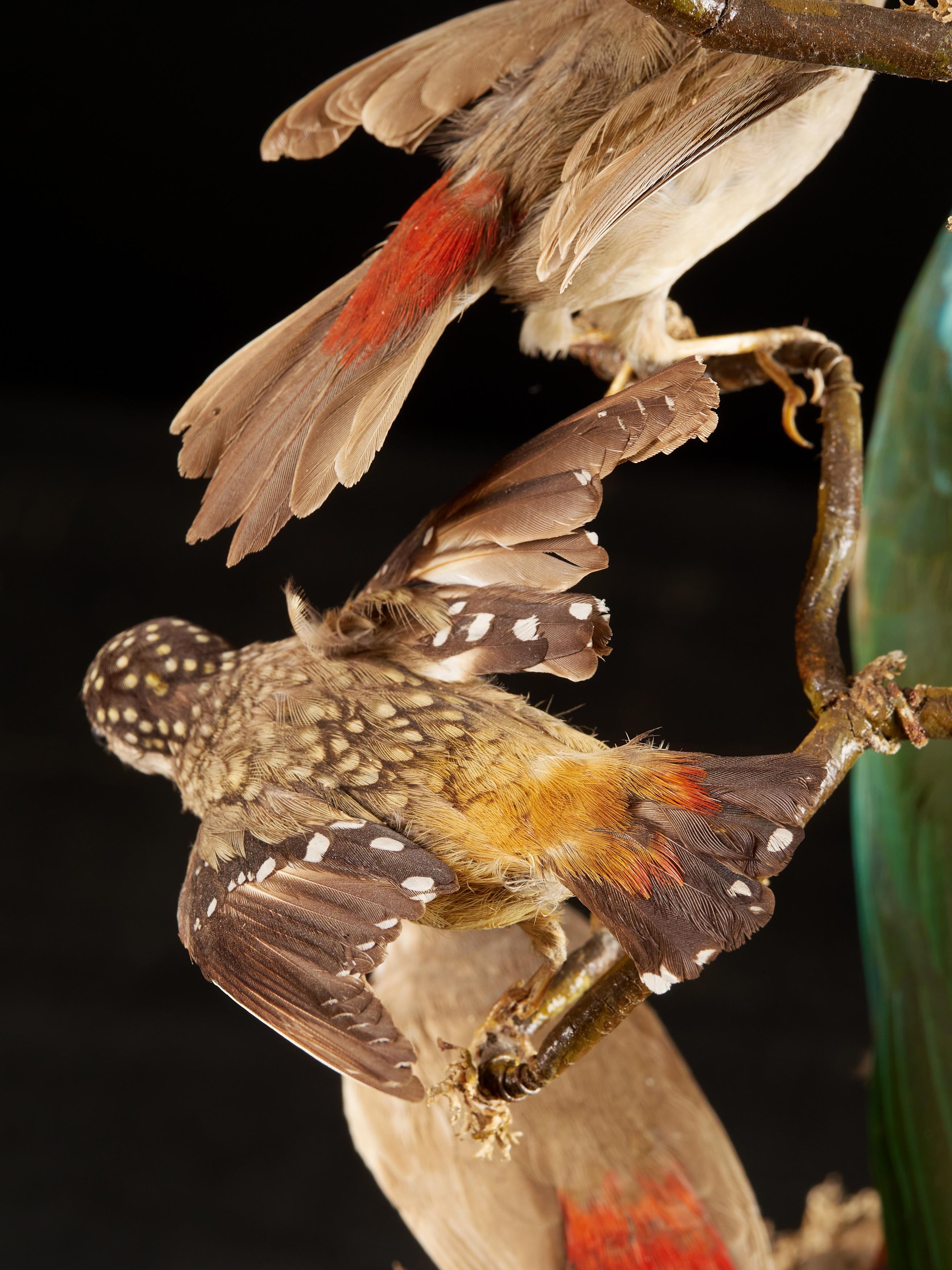 19th Century, United Kingdom, Victorian Dome Filled with 19 Exotic Birds 13