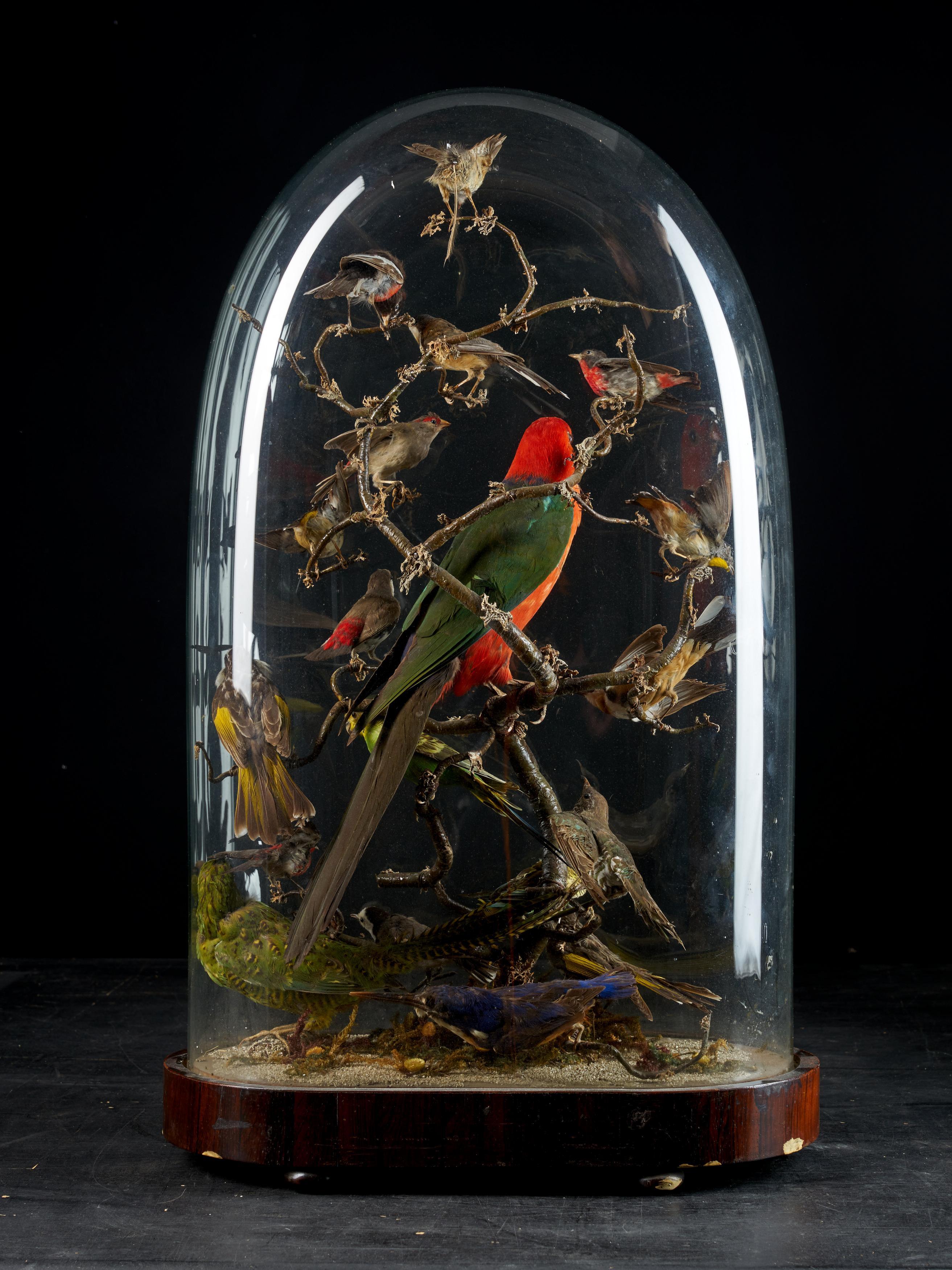 A composition of nineteen exotic birds in a naturalistic setting under a Victorian glass dome. The bird in the center is a male Australian King Parrot, recognizable by its red feather on the head and body and green ones of his wings. Other birds