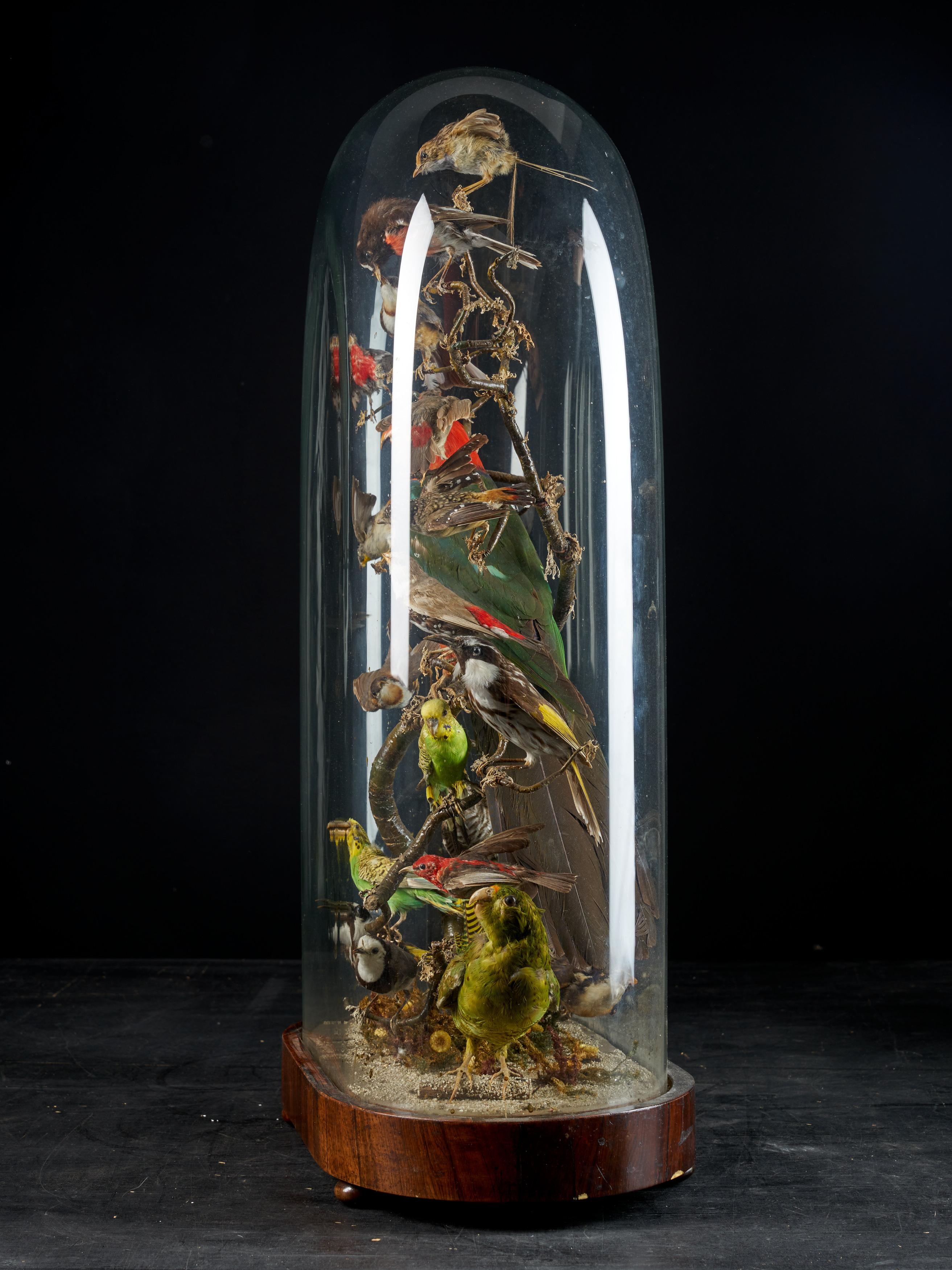 taxidermy birds in glass dome