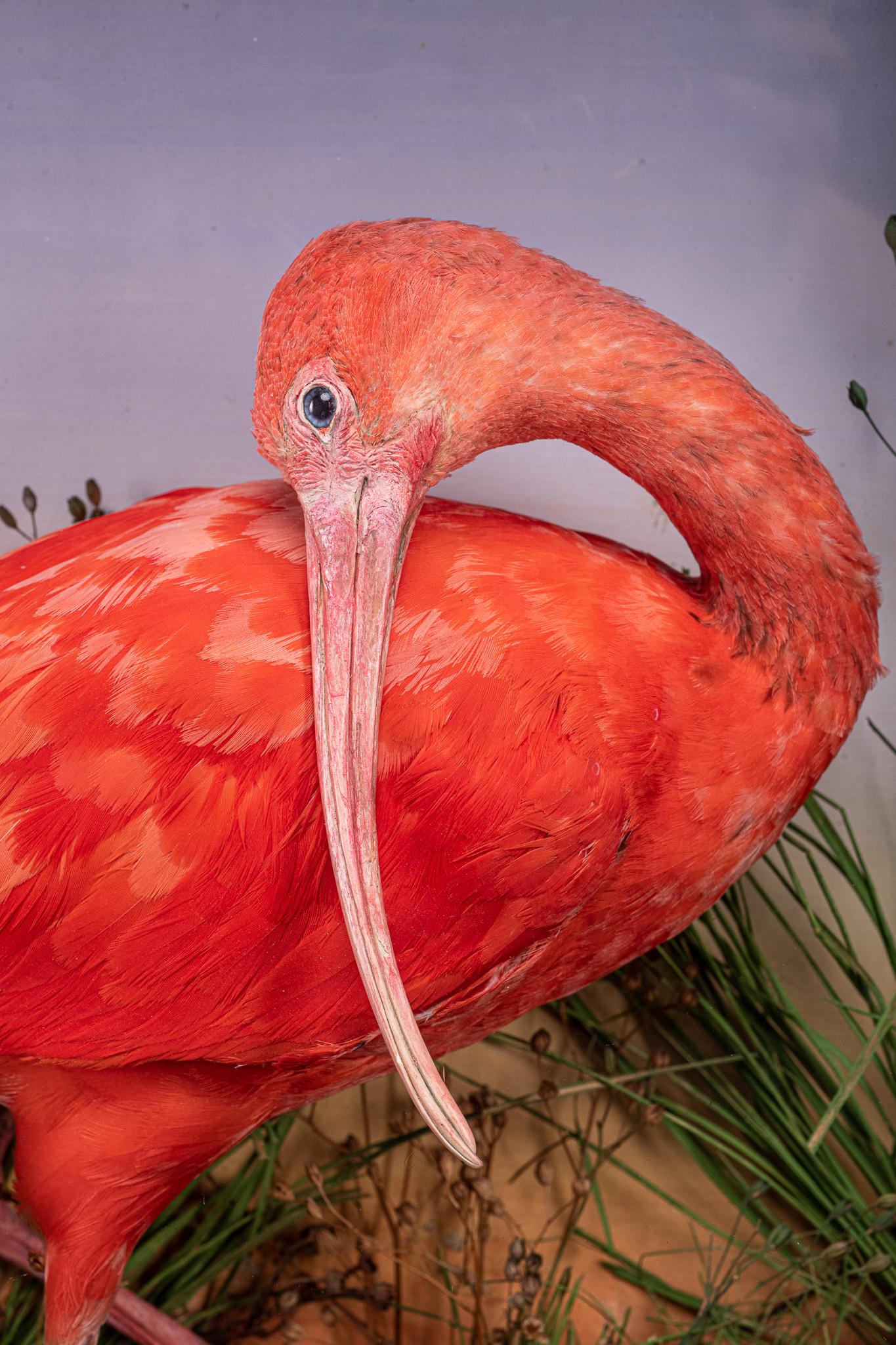 The scarlet ibis is native to South America. This striking resident bird has bright, orange-red plumage with black wing tips and a long, curved bill. This plumage is the same in both sexes. Scarlet ibises mainly find their food by touch, by pricking