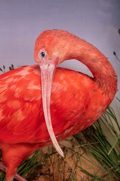 Diorama victorien du 19ème siècle représentant un Ibis rouge dans son coffret peint d'origine avec