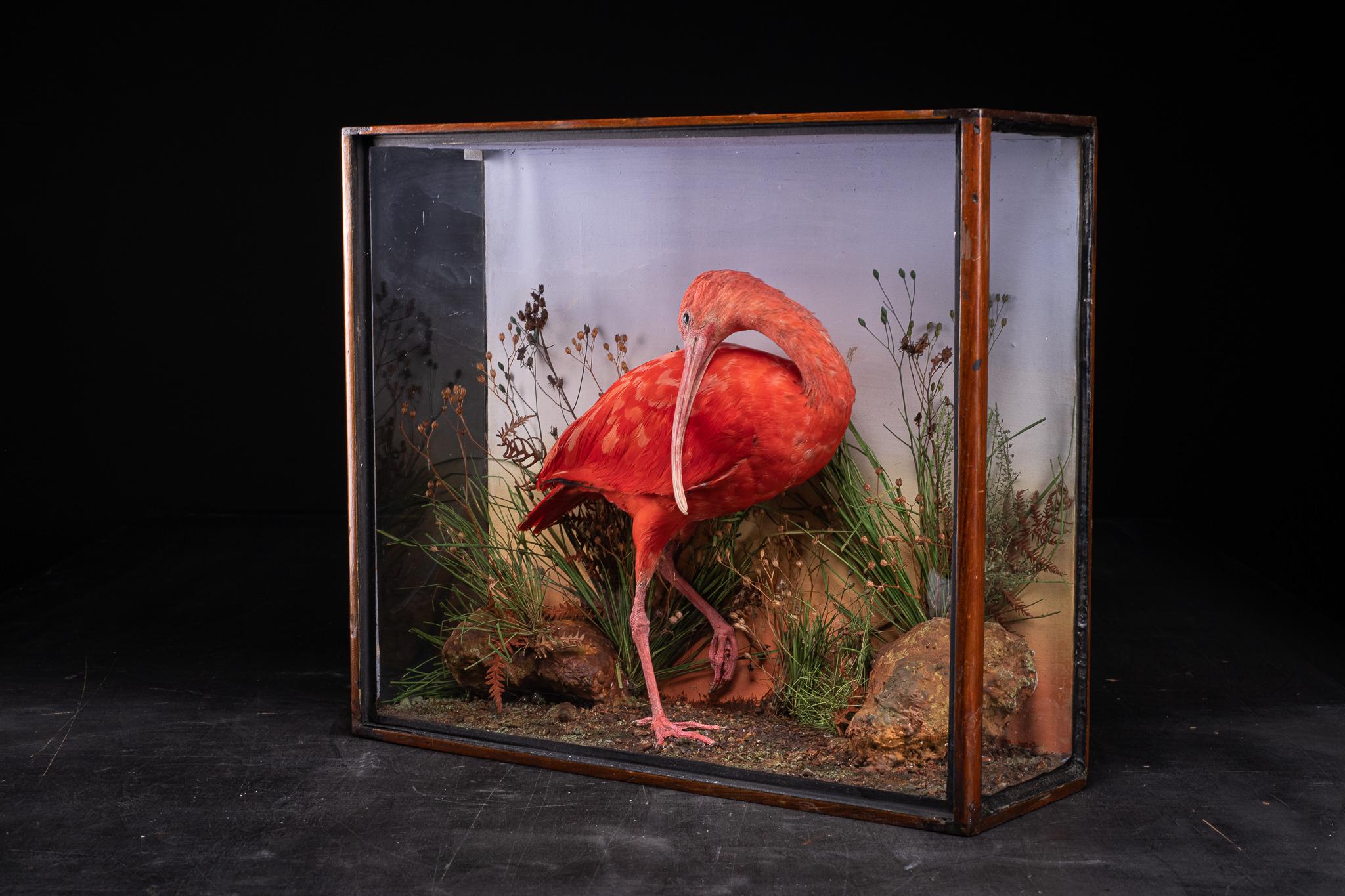 British 19th C Victorian Diorama of a Red Ibis Set Within Its Original Painted Case with