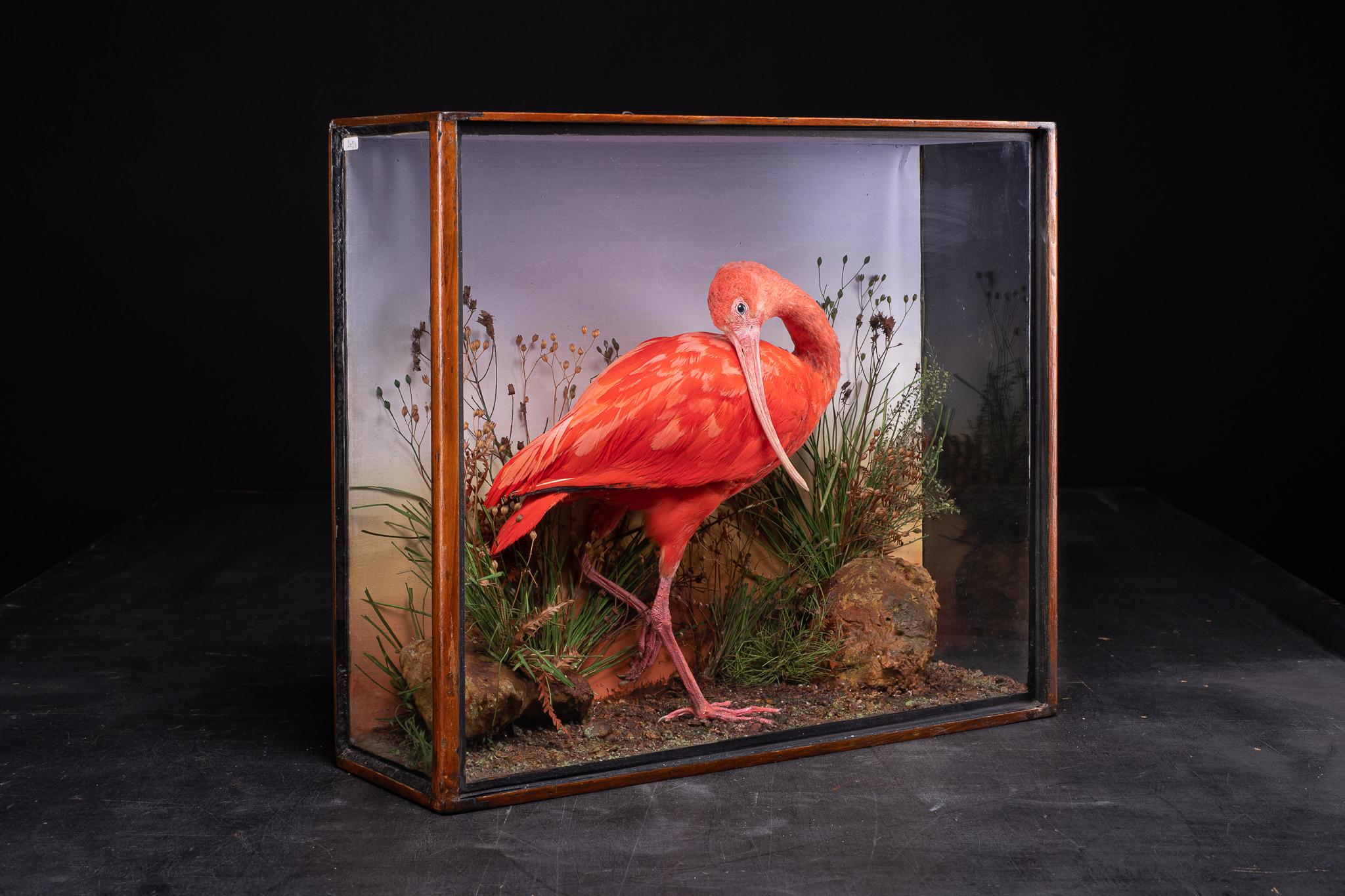 Hand-Crafted 19th C Victorian Diorama of a Red Ibis Set Within Its Original Painted Case with