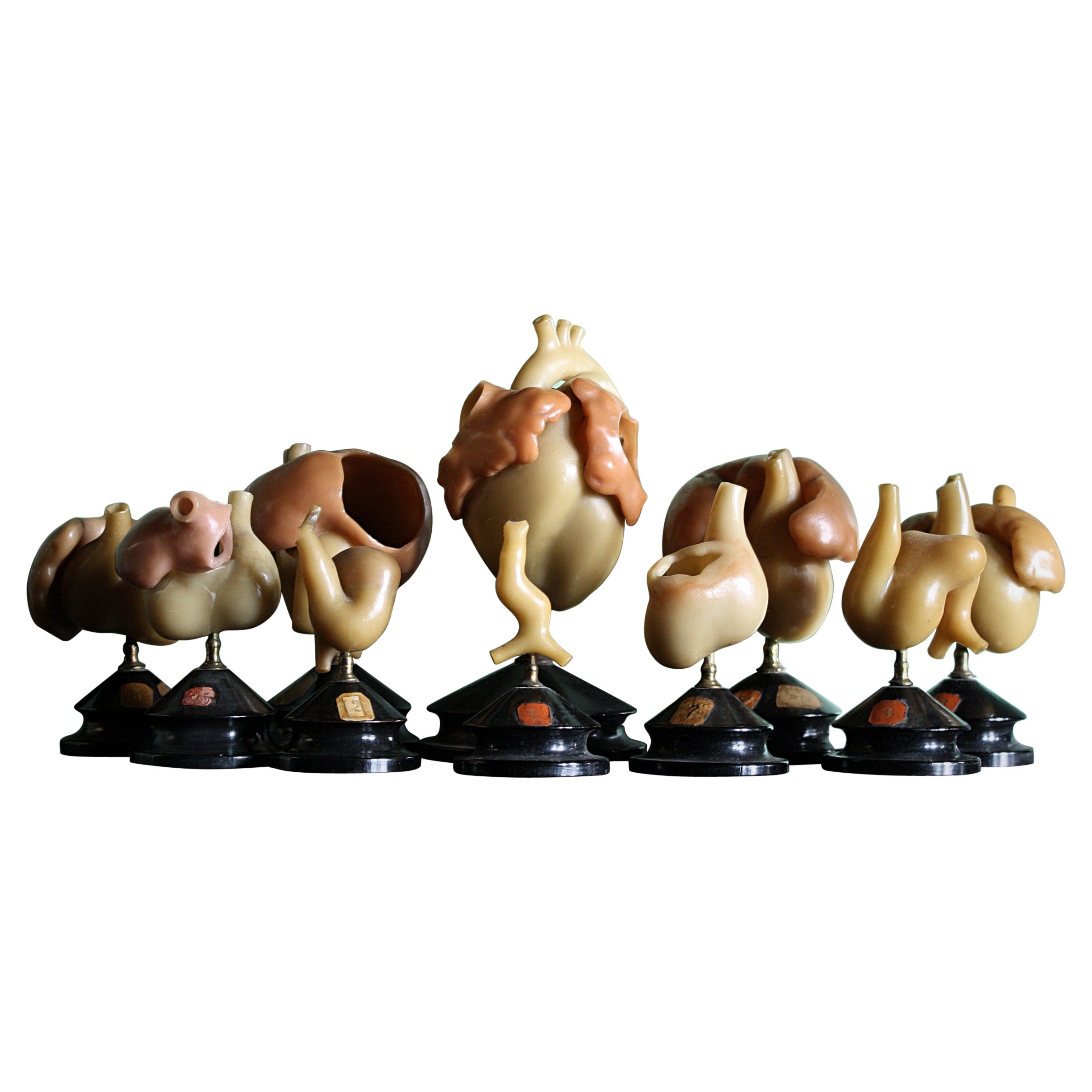 19th C Wax Anatomical Models Human Heart Growth Scientific Medical F.Ziegler