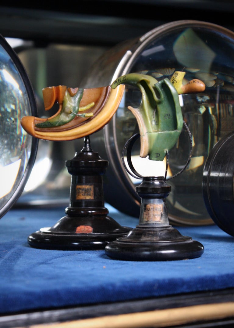 19th C Wax F.Ziegler Anatomical Models Studies Embryo Plant Scientific