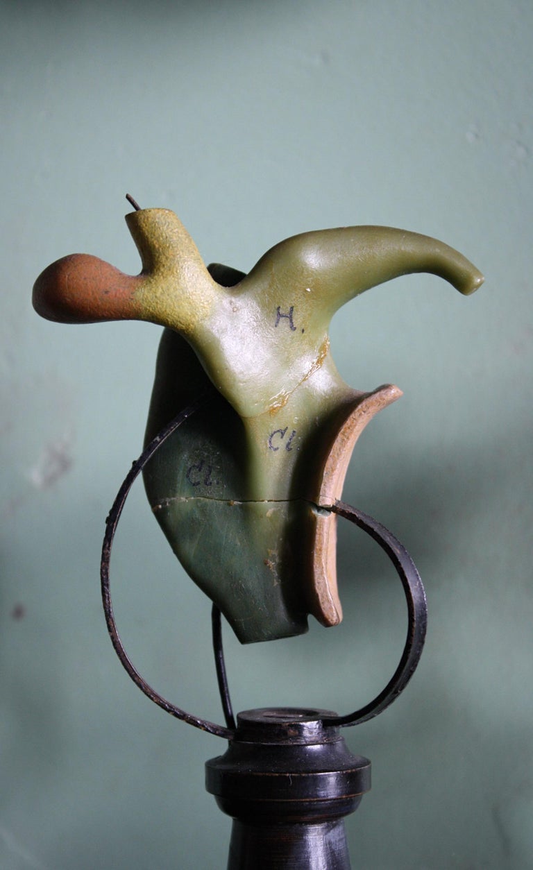 19th C Wax F.Ziegler Anatomical Models Studies Embryo Plant Scientific