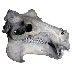 Afrikanischer Hippopotamus- Totenkopf des 19. Jahrhunderts