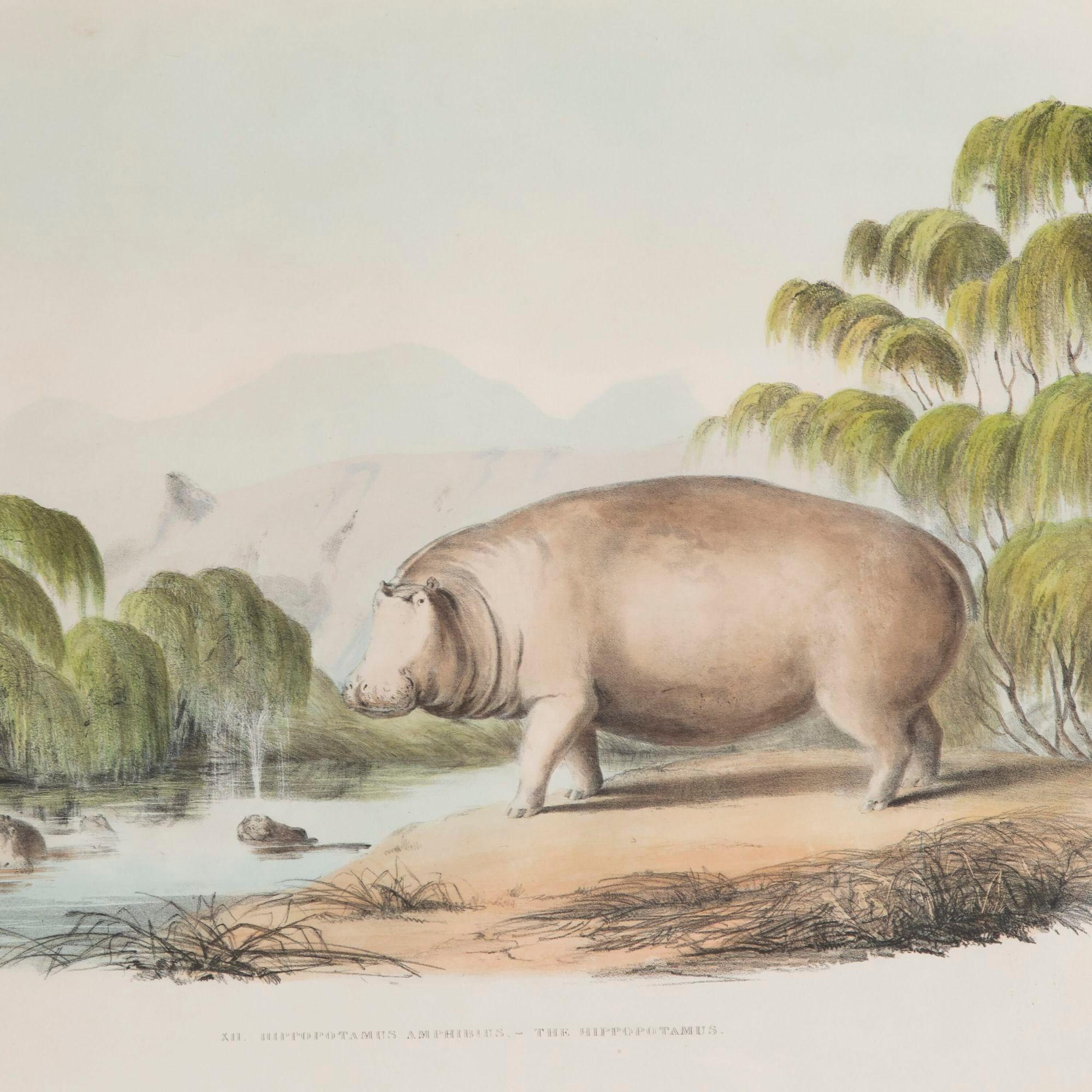 Series of four 19th century fine hand-coloured lithographed plates of African wildlife.
These lithographs depict an African Rhinoceros, The Hippopotamus, The Water Buck and The Hartebeest from Portraits of the game and wild animals of Southern