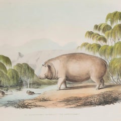 19th Century African Wildlife Lithographs