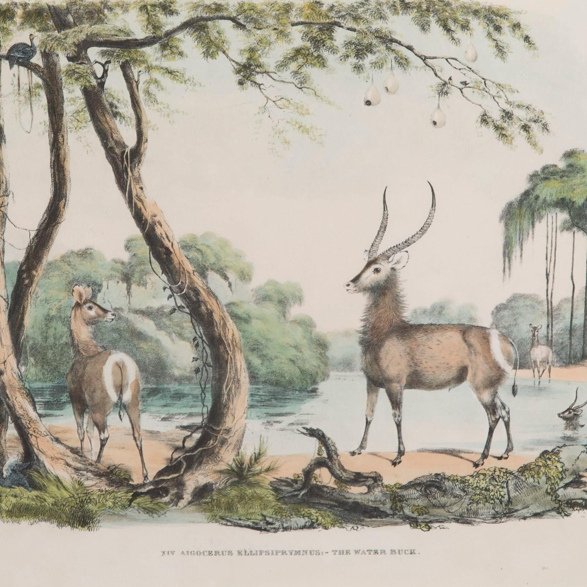 British Colonial 19th Century African Wildlife Lithographs