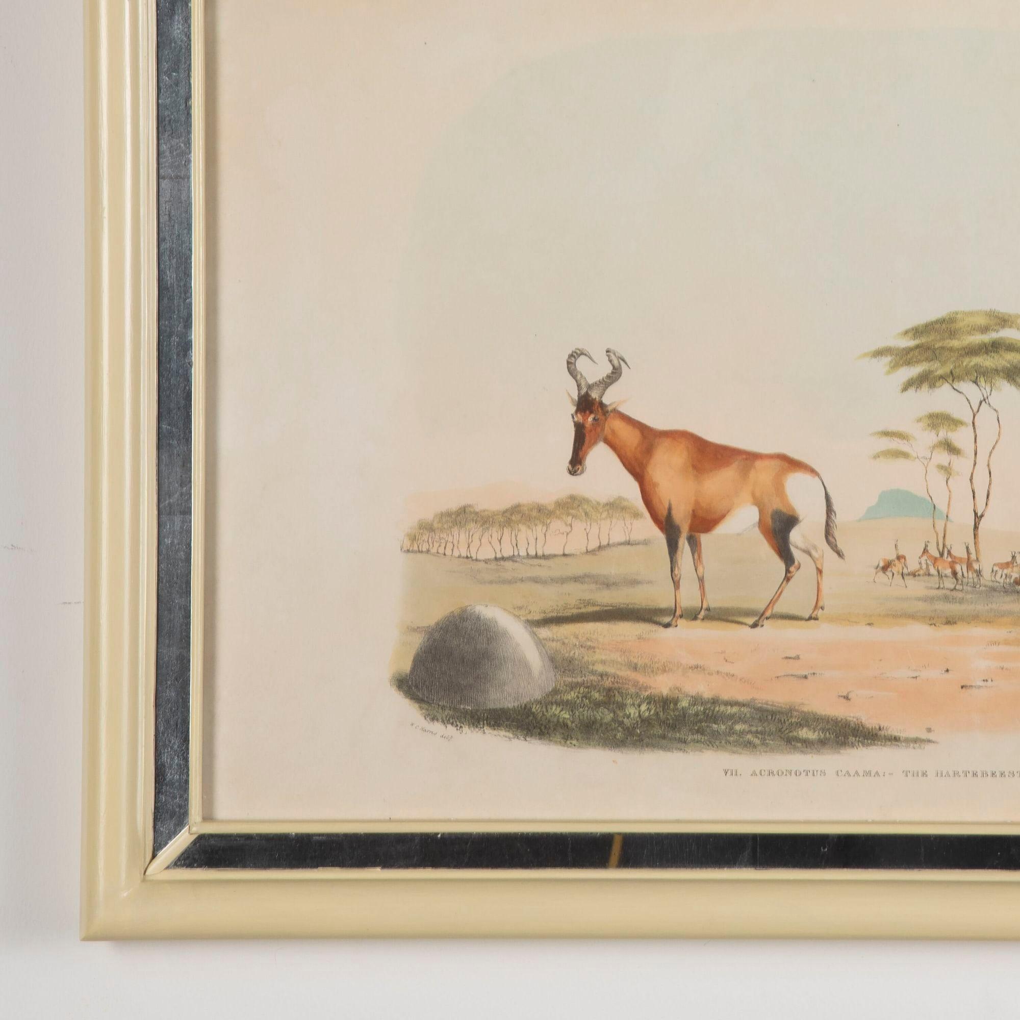 English 19th Century African Wildlife Lithographs