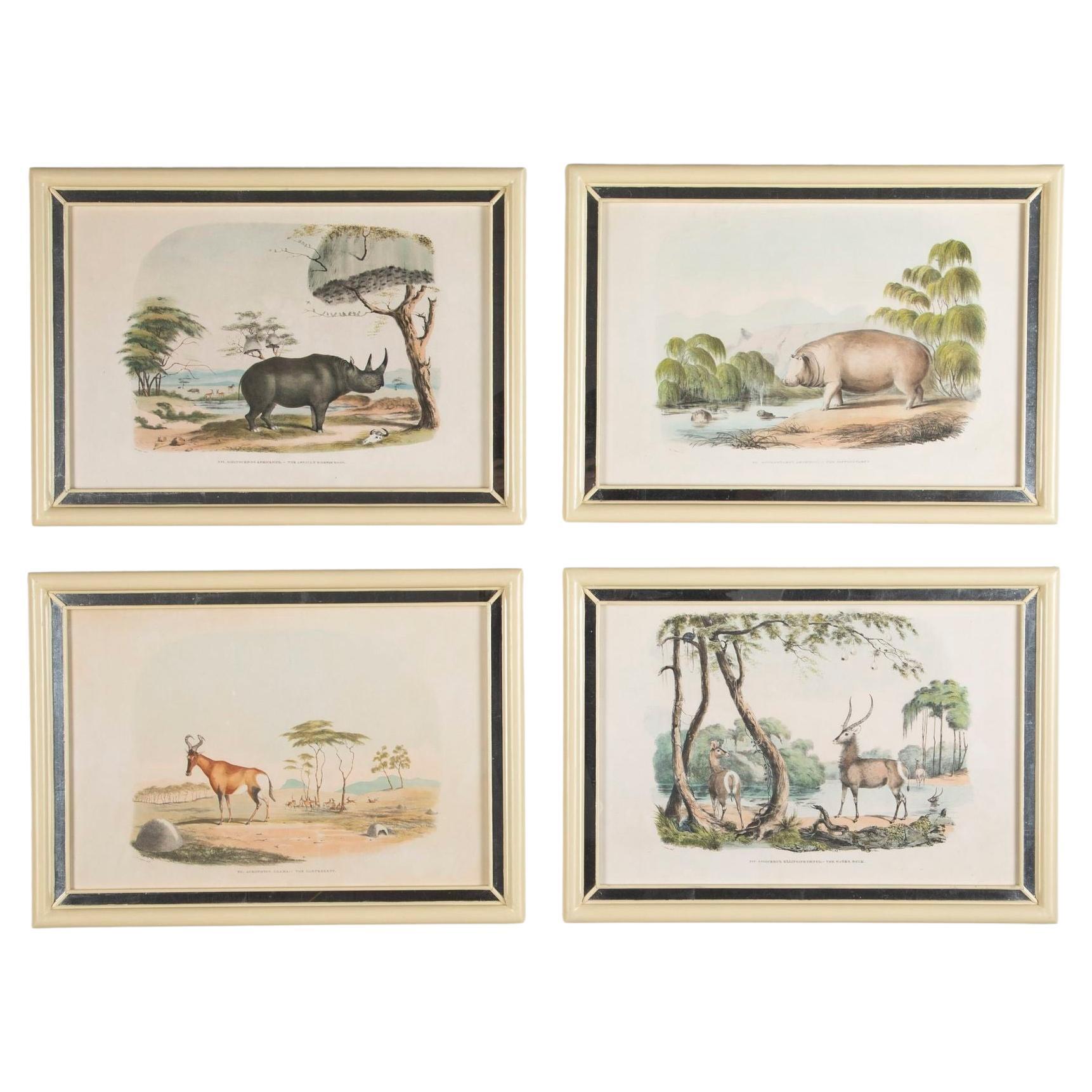 19th Century African Wildlife Lithographs