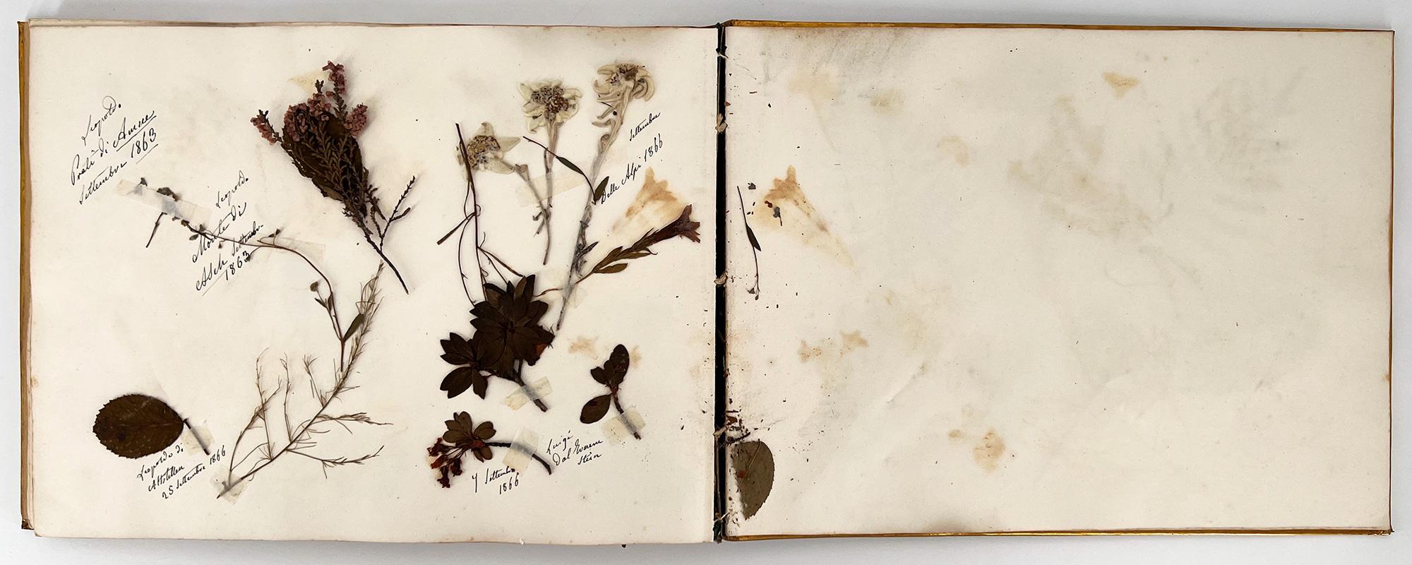 19th Century Album Containing Drawings, Memorabilia, and Botanical Samples For Sale 1