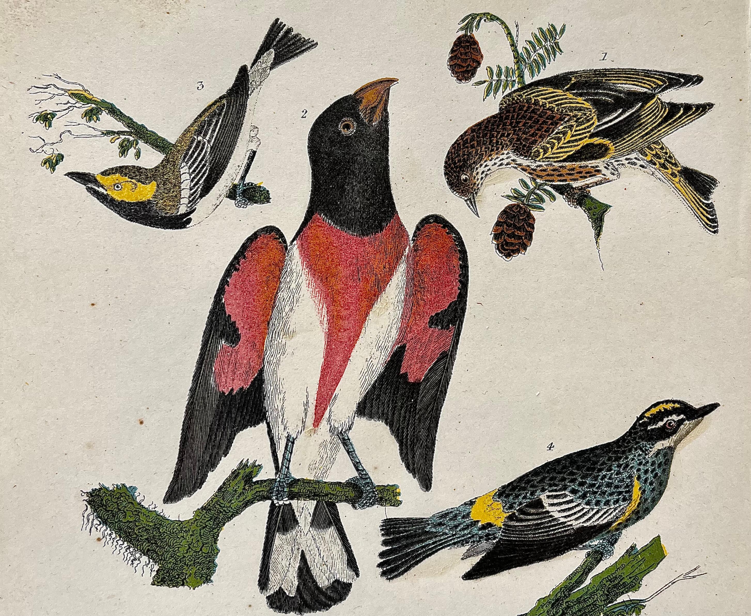 1. American Siskin. 2. Rose breasted Grosbeak. 3. Green black throated Warbler. 4. Yellow rump W. 5. Cerulean W. 6. Solitary Flycatcher. 

Subscript: Lower Left: Drawn from Nature by A. Wilson.; Lower Center: 17.; Lower Right: Engraved by W. H.