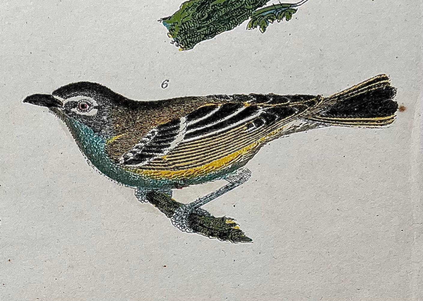 Britannique Gravure ornithologique américaine du 19e siècle d'Alexander Wilson représentant un gros-bec, des fauvettes. en vente