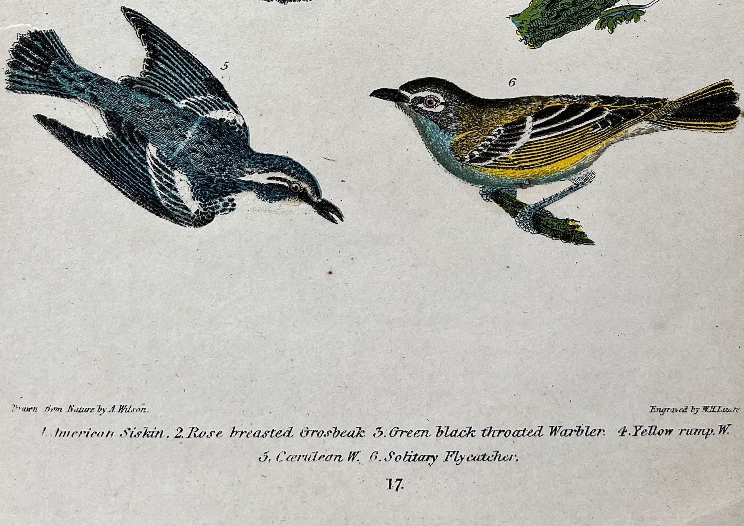 Gravé Gravure ornithologique américaine du 19e siècle d'Alexander Wilson représentant un gros-bec, des fauvettes. en vente
