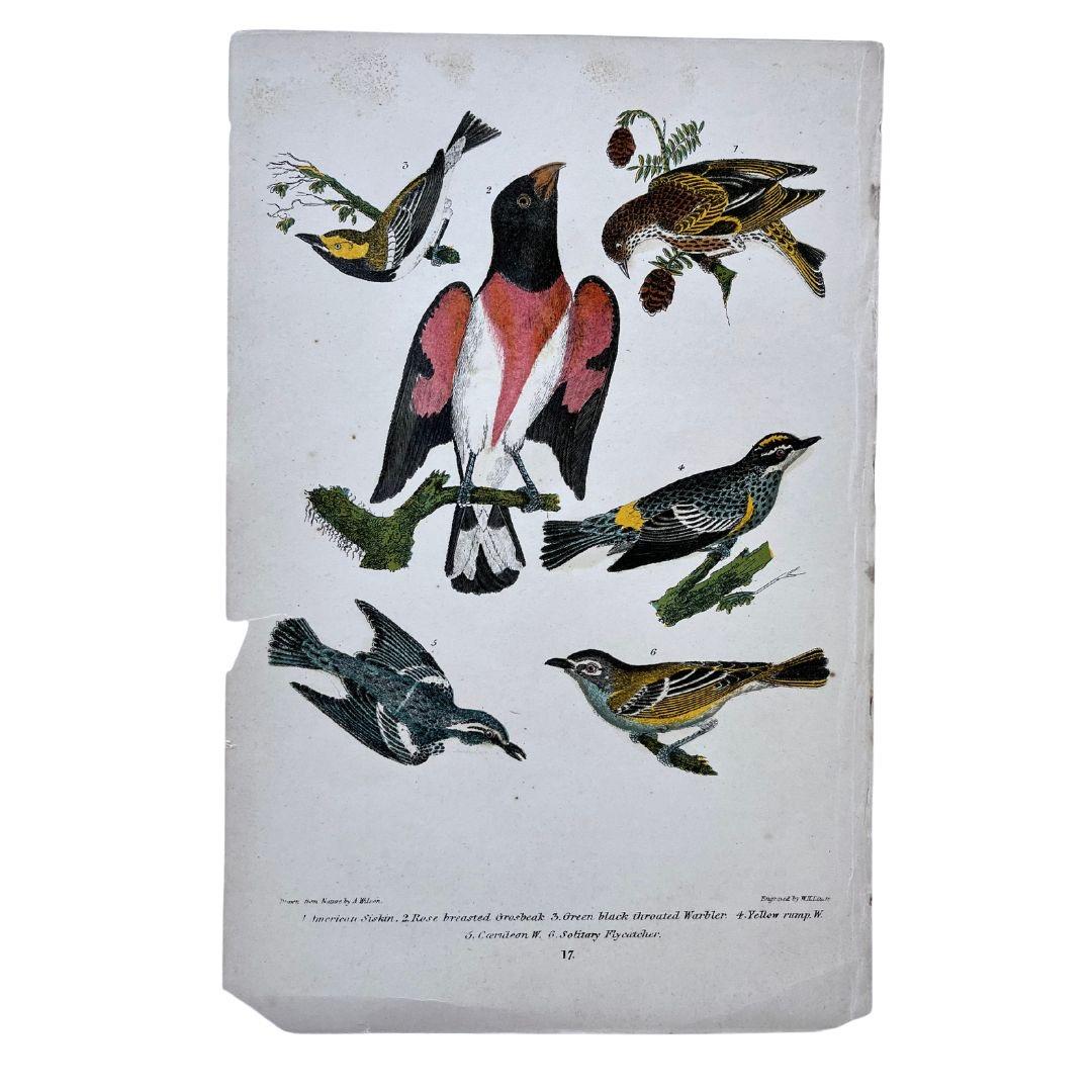 Gravure ornithologique américaine du 19e siècle d'Alexander Wilson représentant un gros-bec, des fauvettes. Bon état - En vente à Montréal, CA