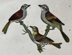 19th Century Alexander Wilson Print of Sparrows & Shrike of American Ornithology