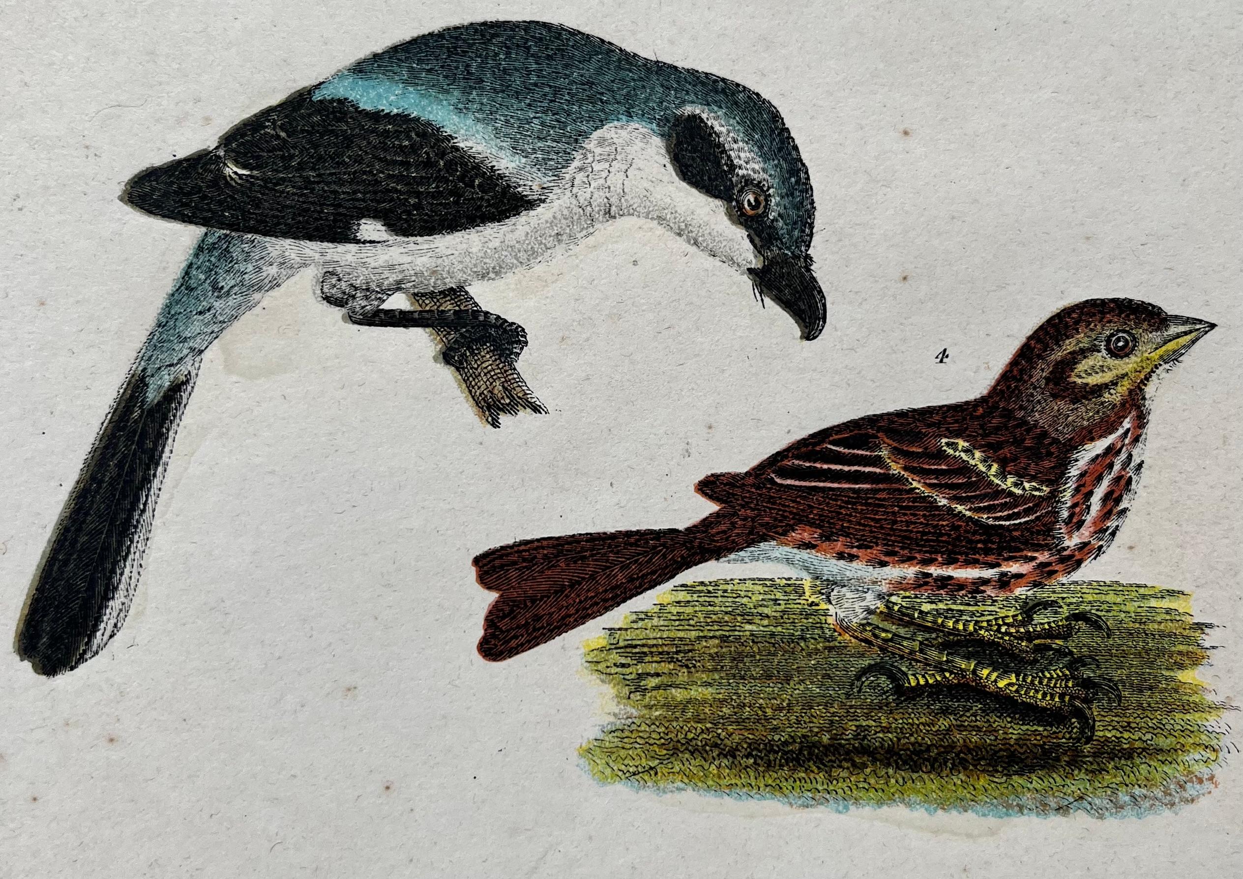 British 19th Century Alexander Wilson Print of Sparrows & Shrike of American Ornithology For Sale