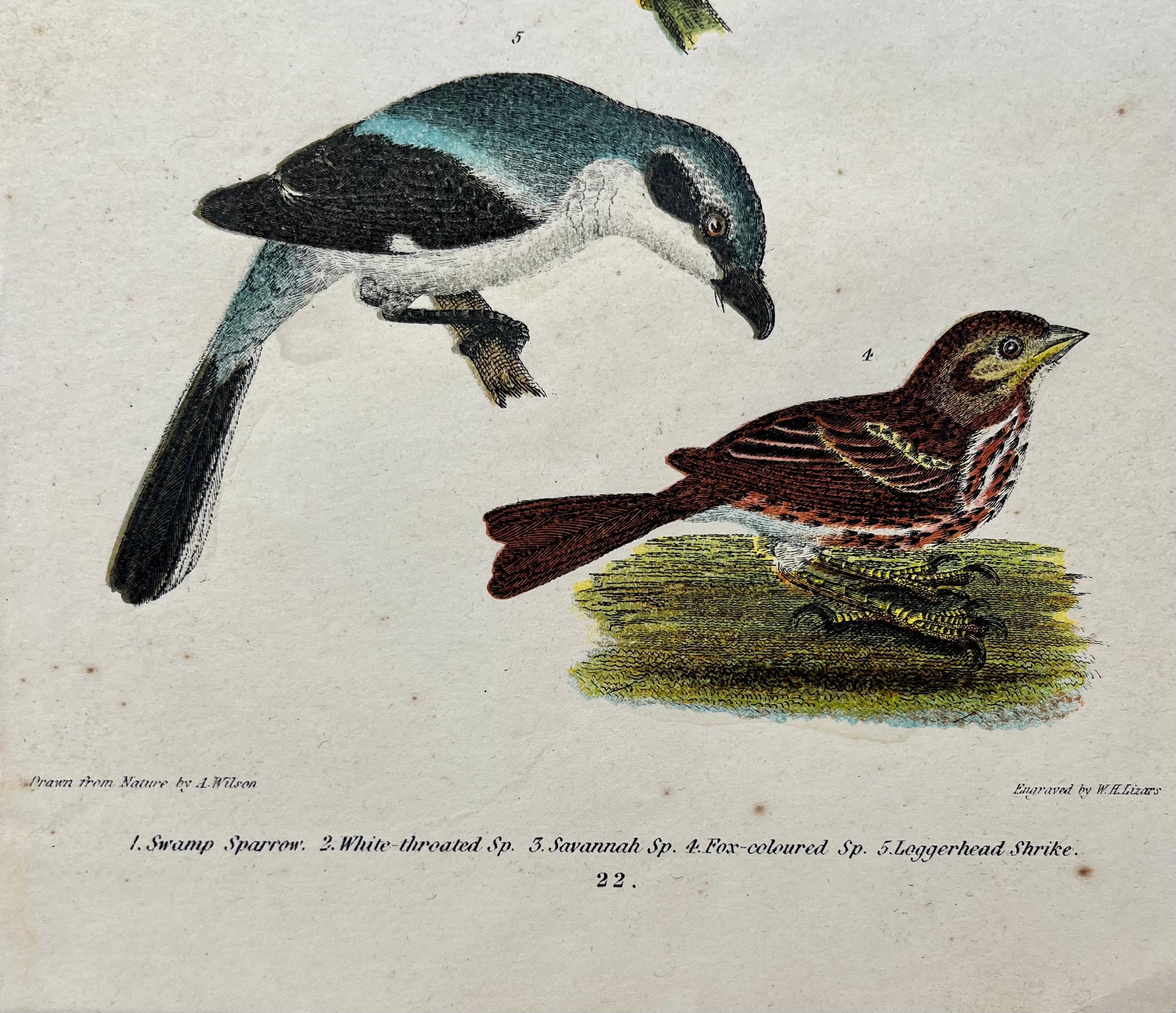 Engraved 19th Century Alexander Wilson Print of Sparrows & Shrike of American Ornithology For Sale