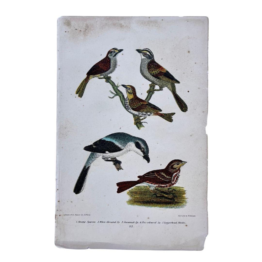 19th Century Alexander Wilson Print of Sparrows & Shrike of American Ornithology In Good Condition For Sale In Montréal, CA