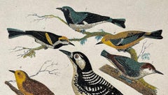 19th Century Alexander Wilson Print Woodpeckers & Warblers American Ornithology