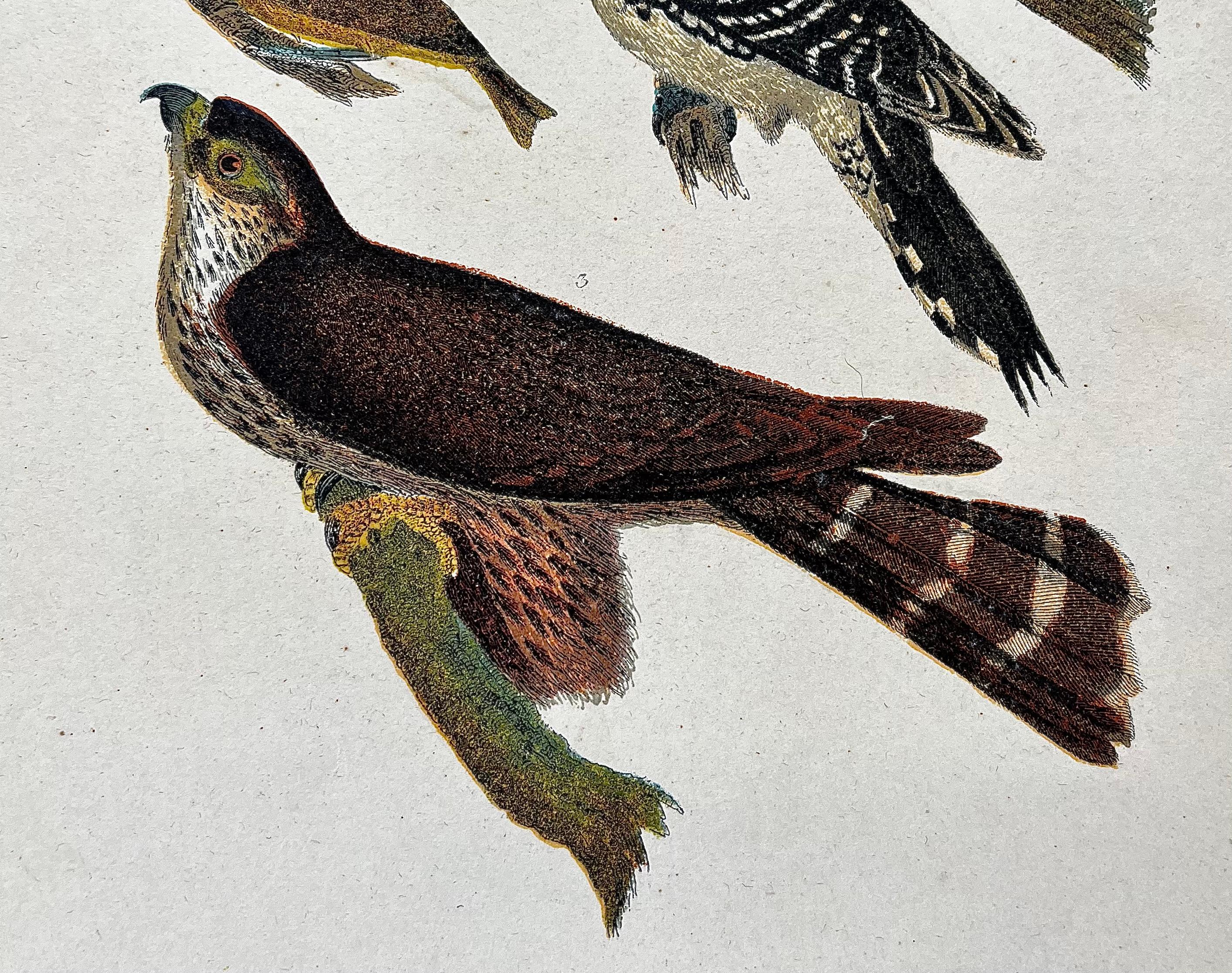 British 19th Century Alexander Wilson Print Woodpeckers & Warblers American Ornithology For Sale