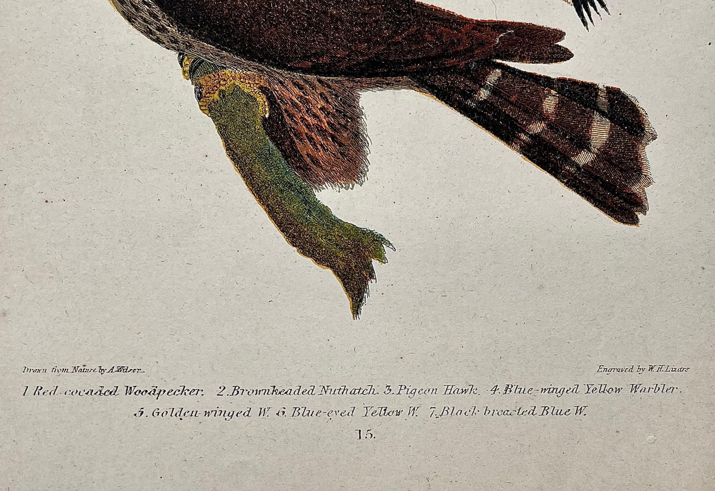 Engraved 19th Century Alexander Wilson Print Woodpeckers & Warblers American Ornithology For Sale