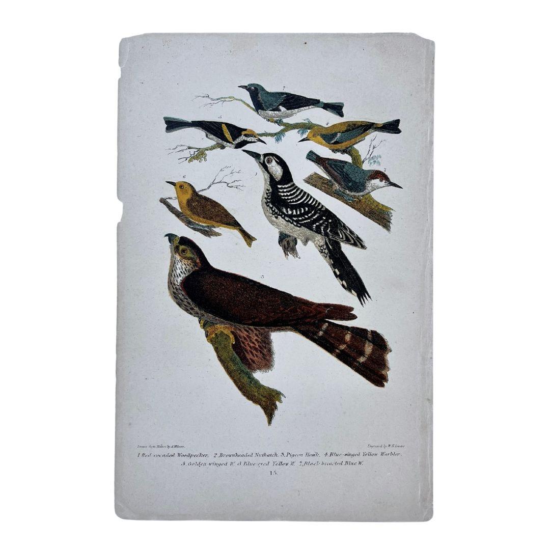19th Century Alexander Wilson Print Woodpeckers & Warblers American Ornithology In Good Condition For Sale In Montréal, CA