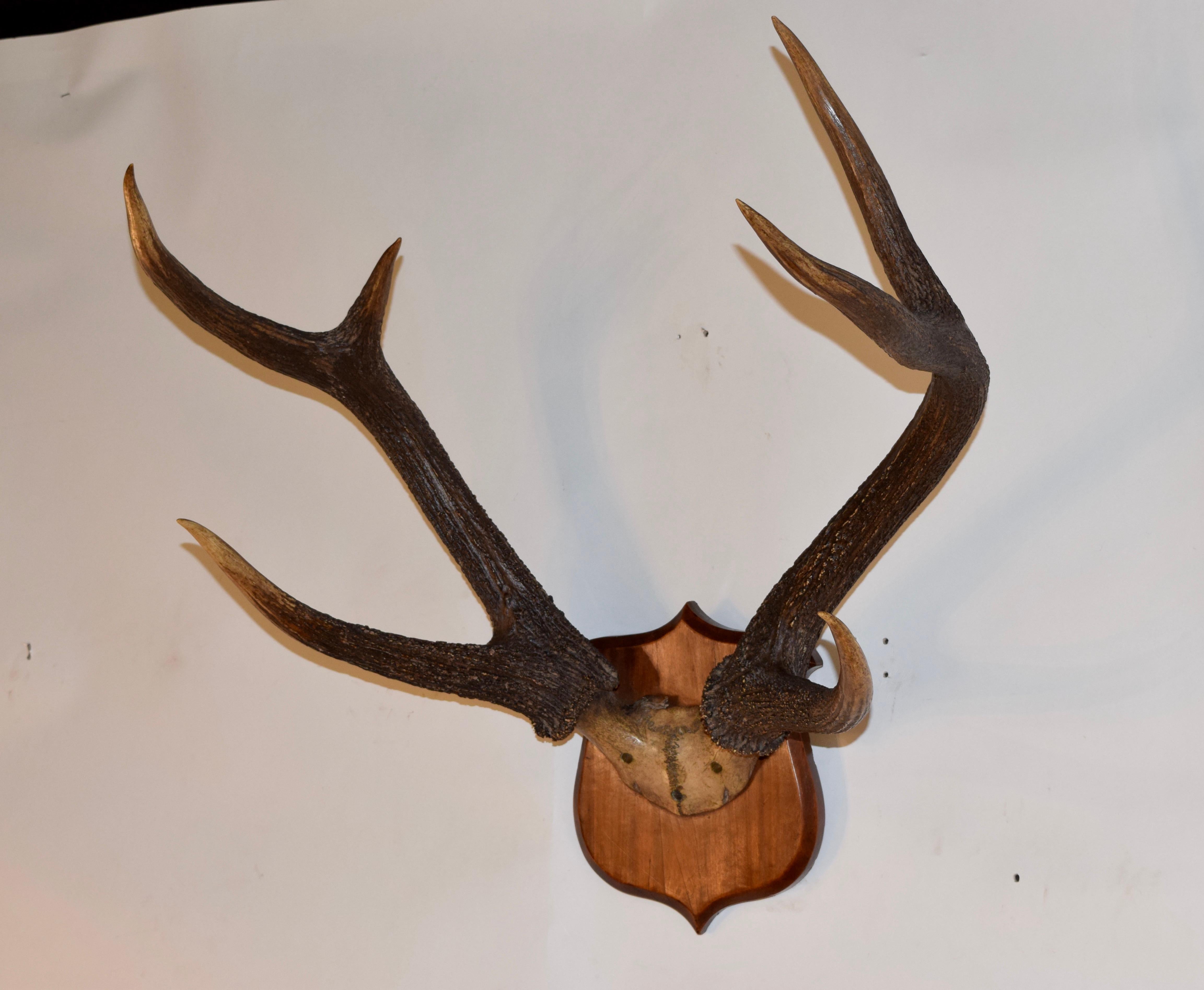 19th century American trophy plaque with a set of mule deer antlers. Affixed to hand shaped oak plaque.