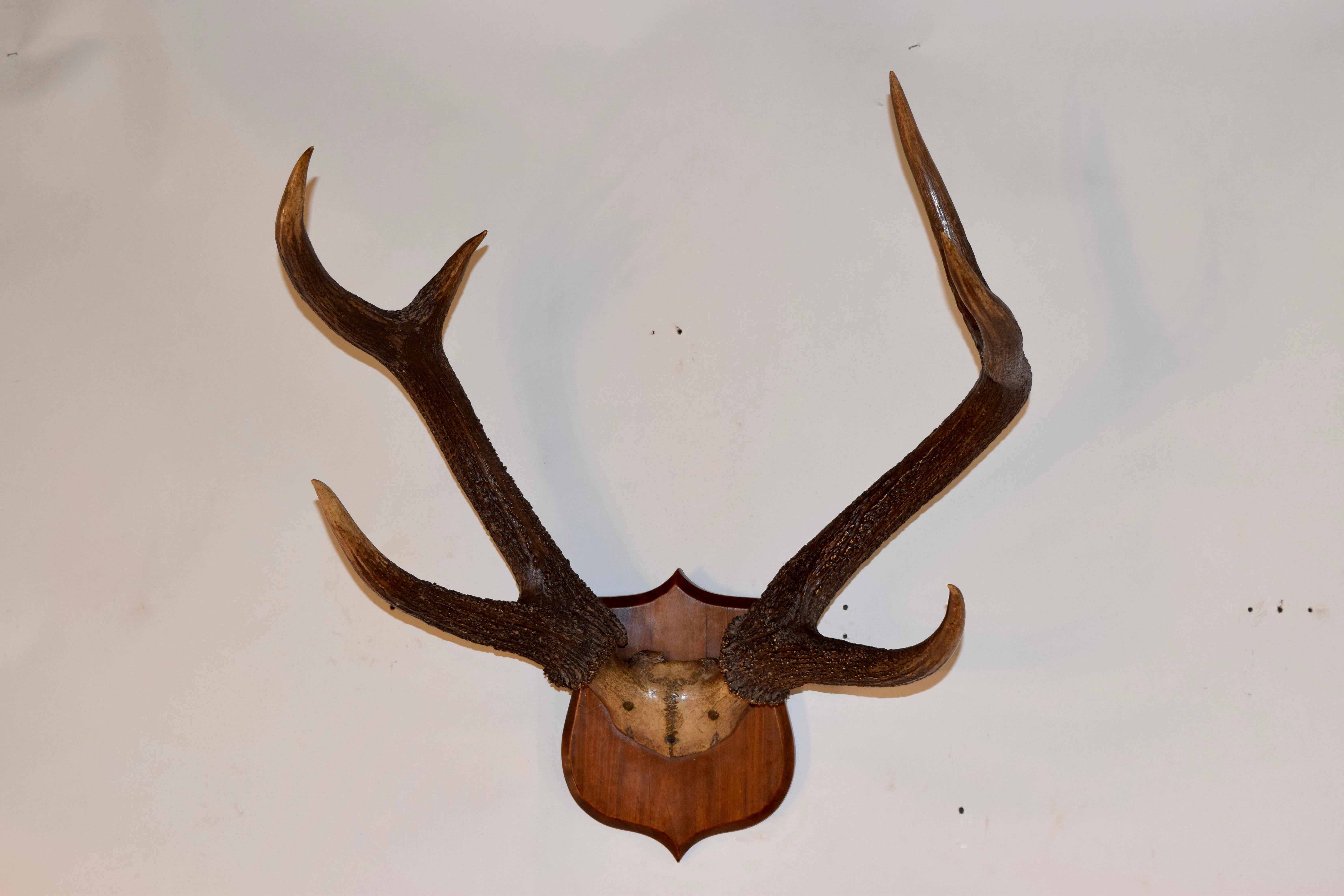 Antler 19th Century American Trophy Plaque