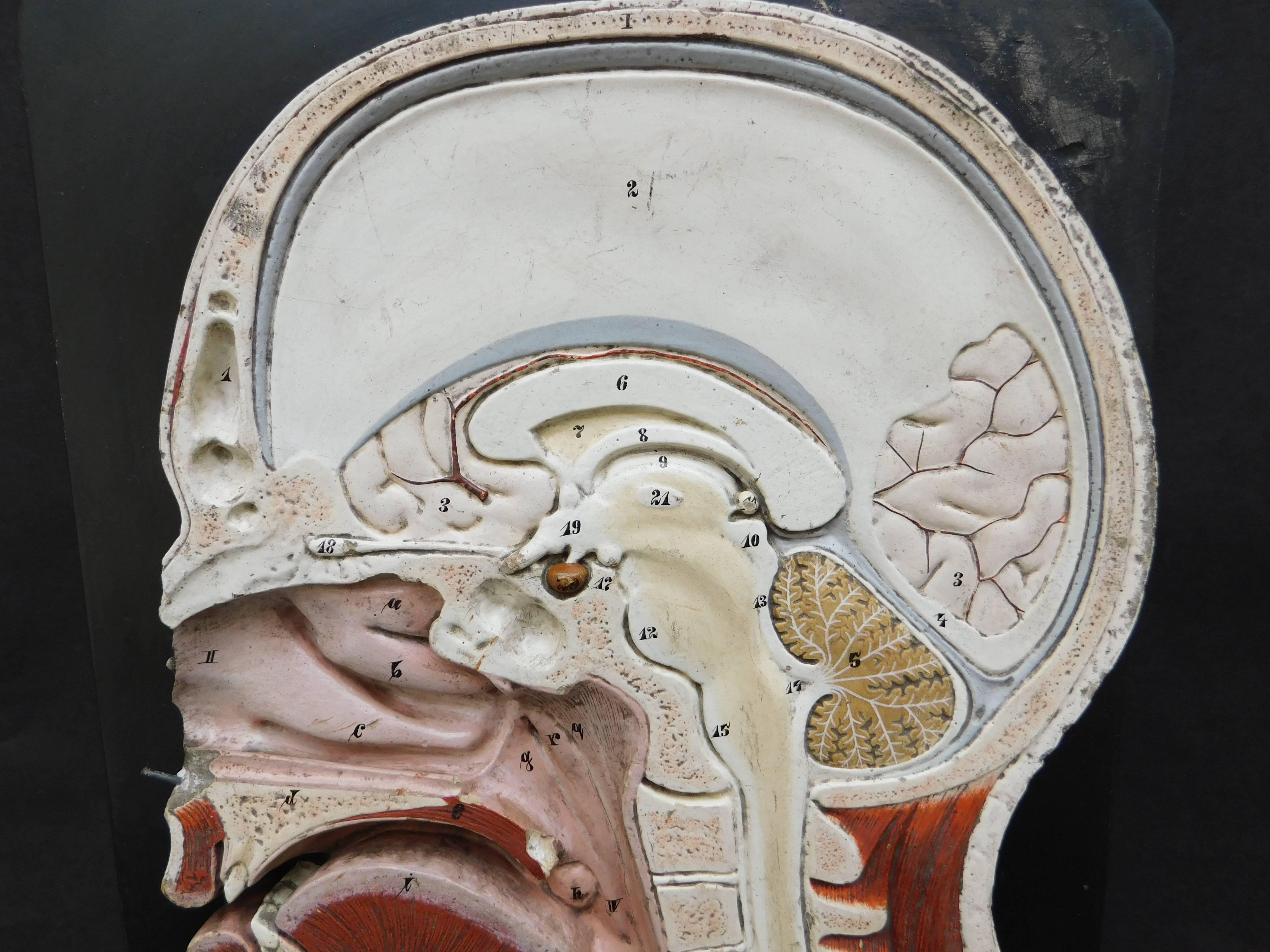Anatomic didactic model of the cross section of the head by Bock-Steger Lips of Leipzig, Germany, circa 1890. Polychrome painted plaster. Impressed signature in plaster as well as the original brass name plate.